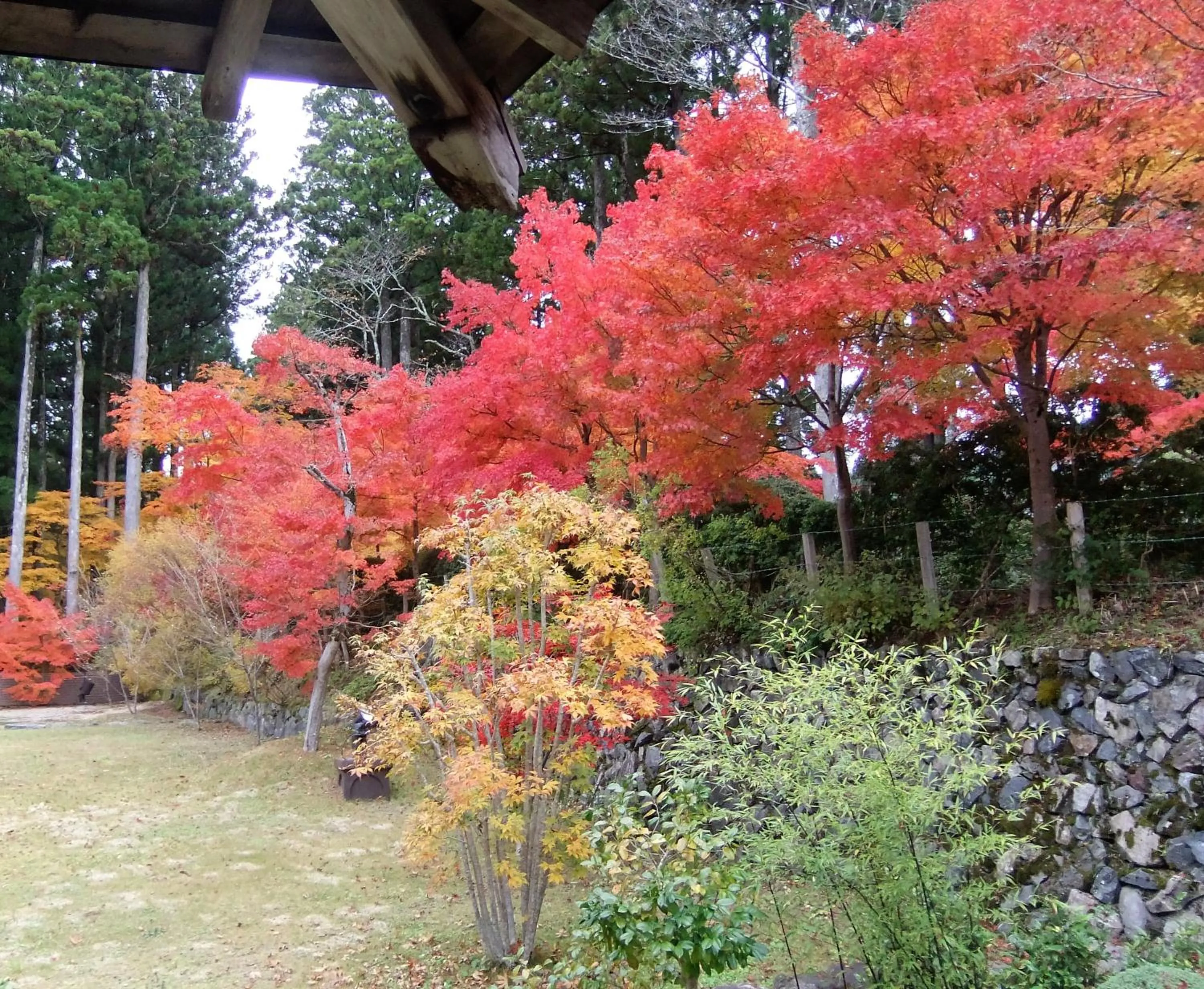 Garden view in Koyasan Shukubo Jokiin