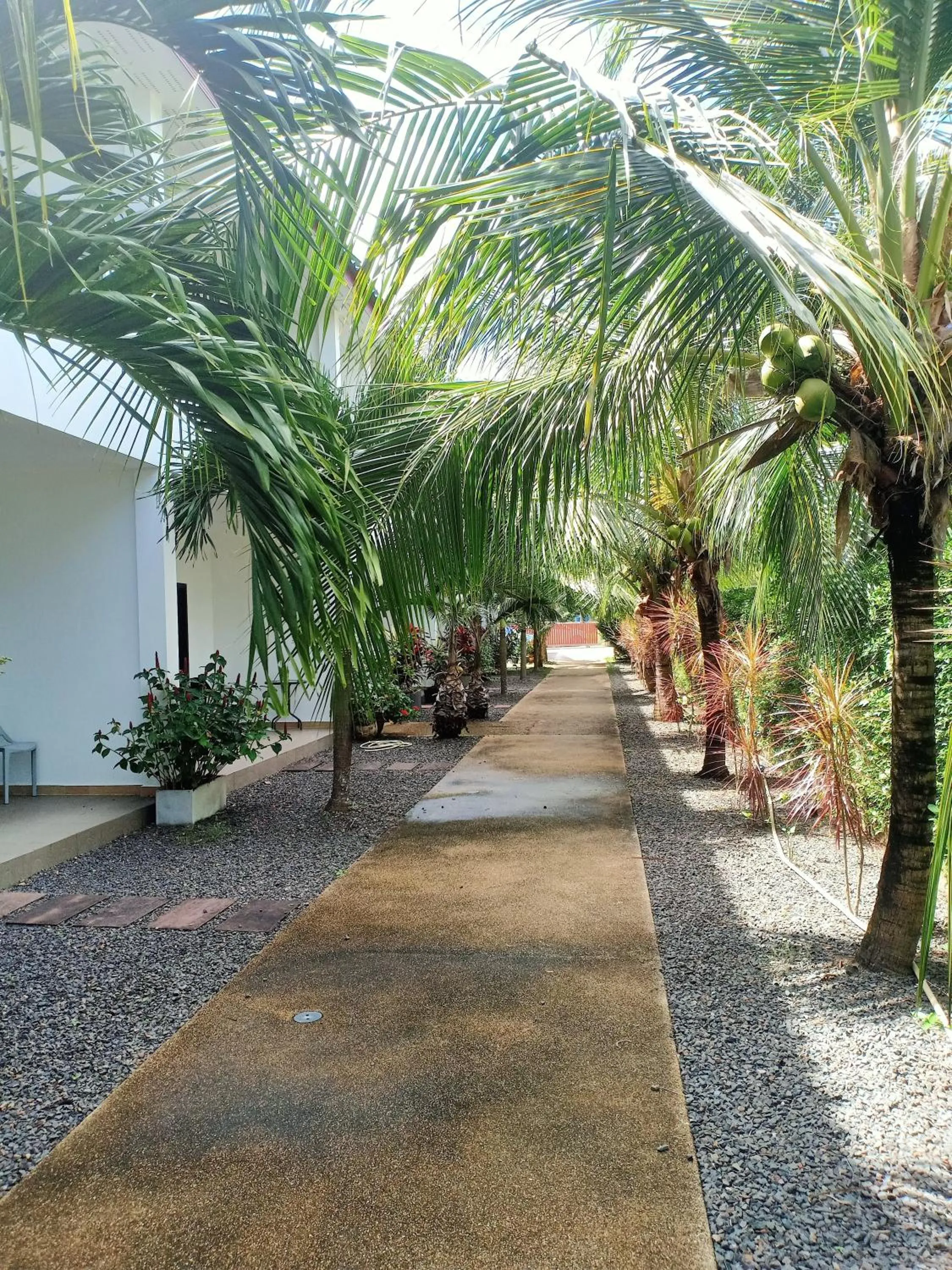 Garden in Coconoi Residence