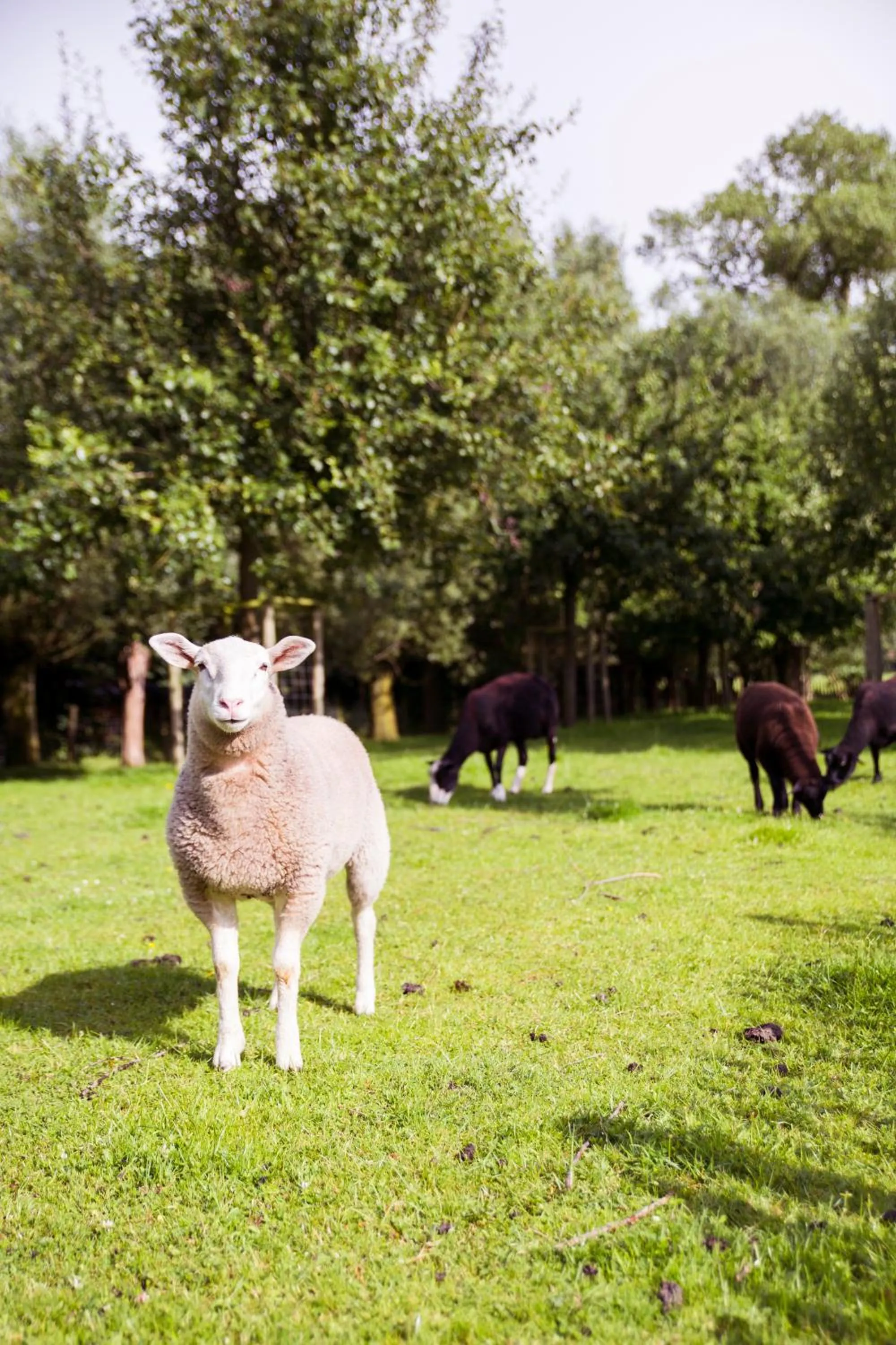 Garden in De Weide Wereld