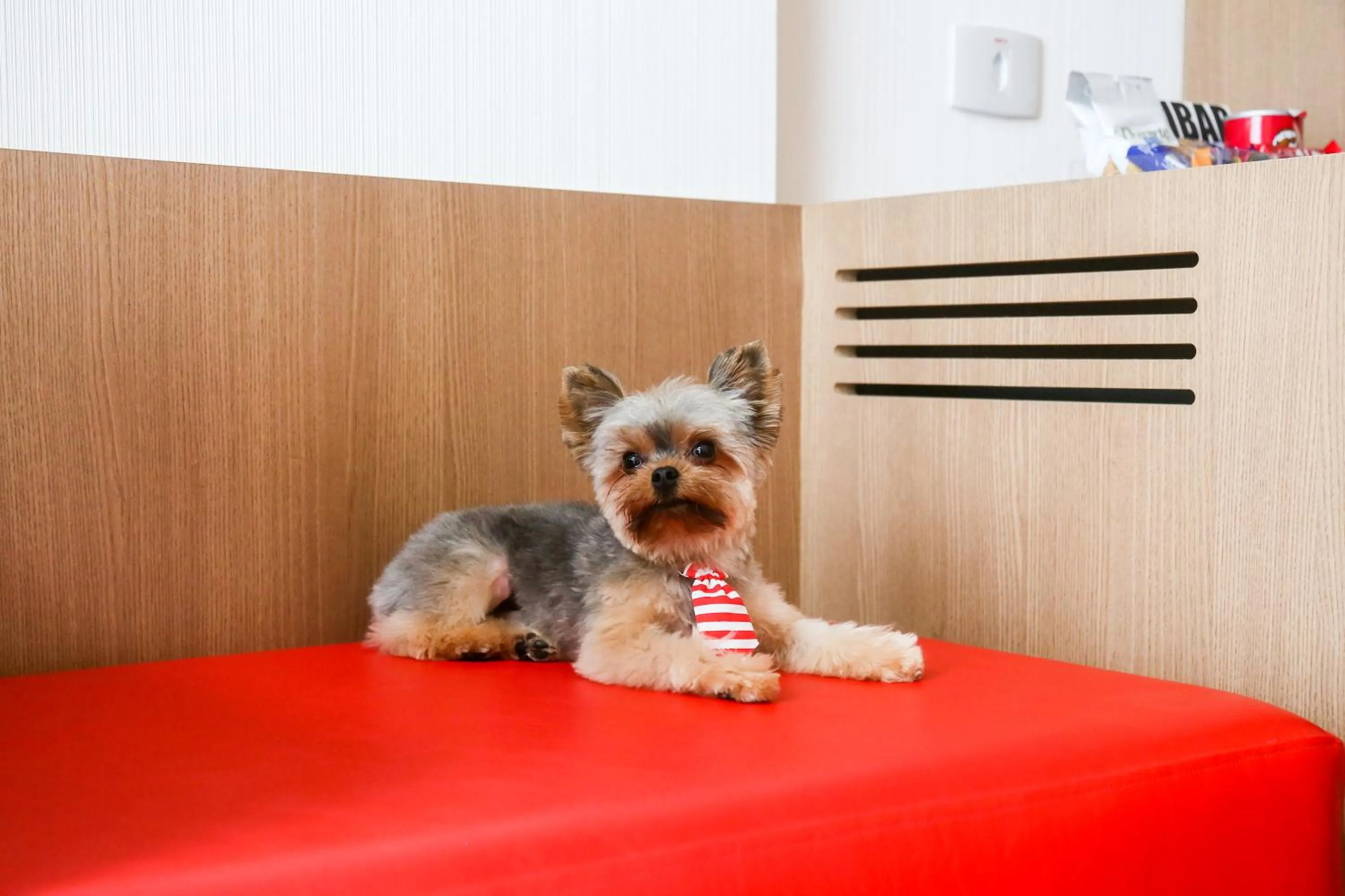 Pets in Radisson RED Campinas