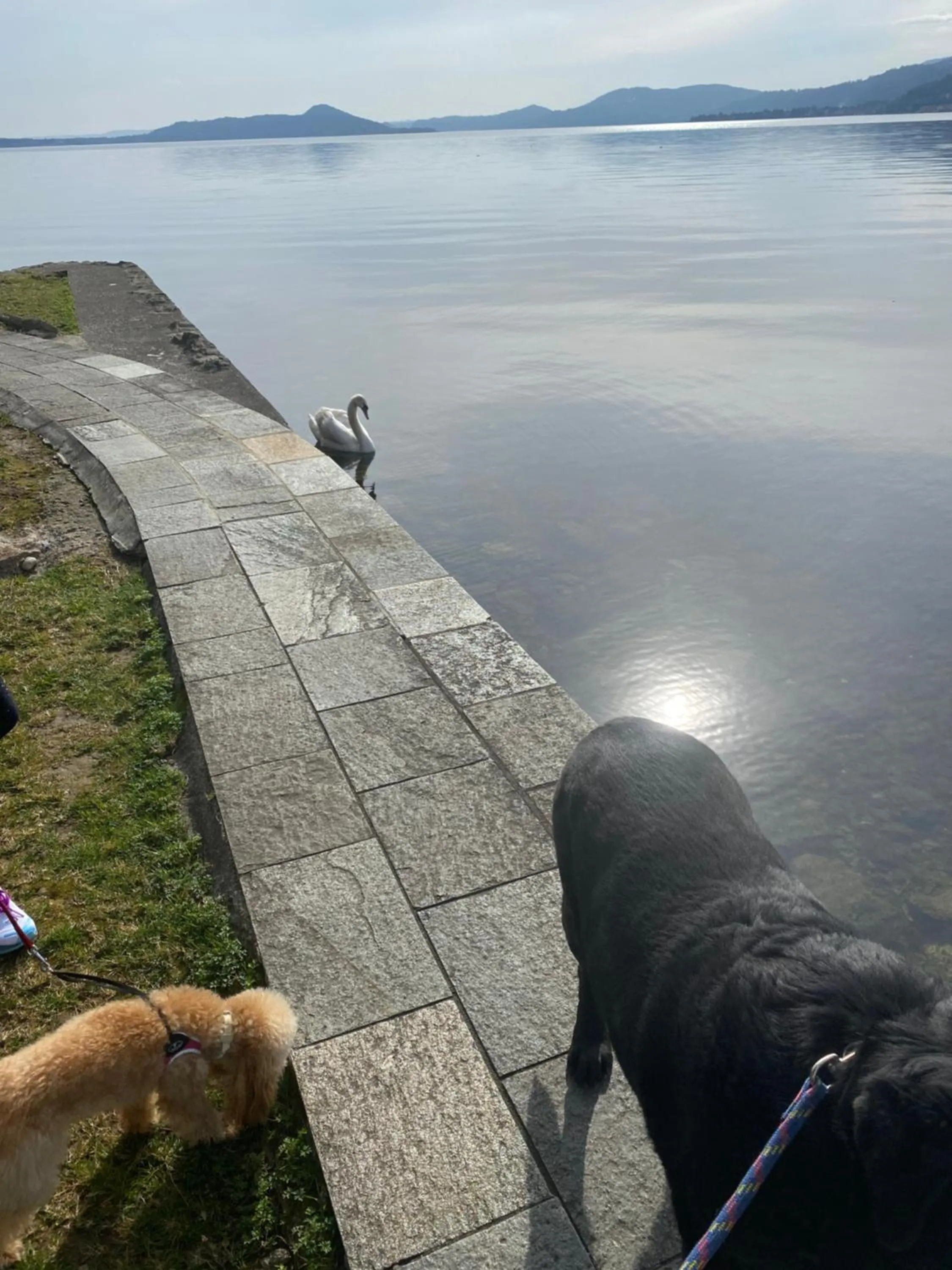 Animals in B&B La Rosa del Lago