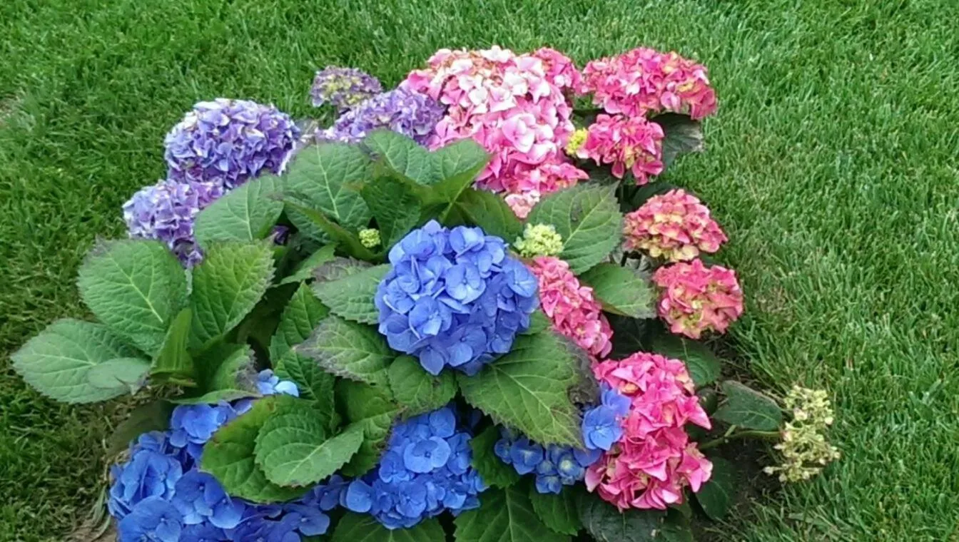 Property building in B&B Le Ortensie