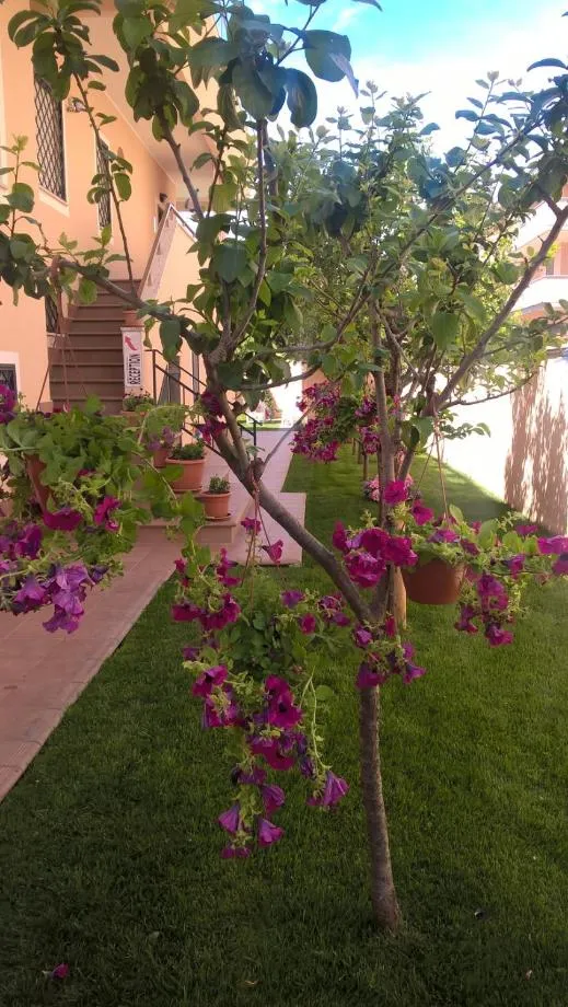 Garden in B&B Le Ortensie