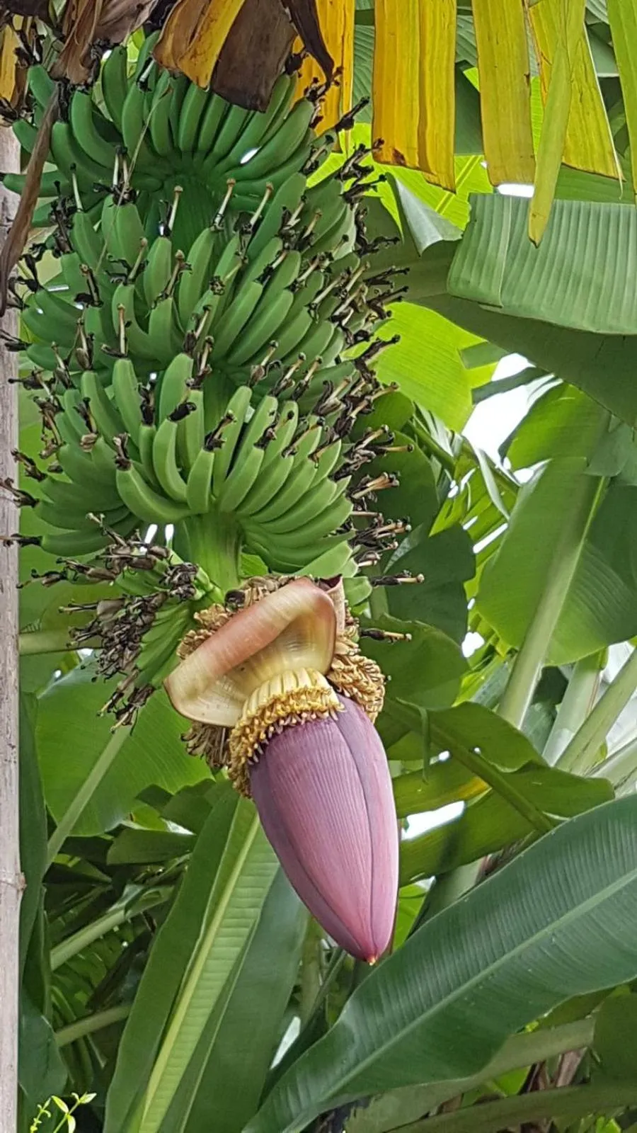 Garden in Nuch's Apple Guest House