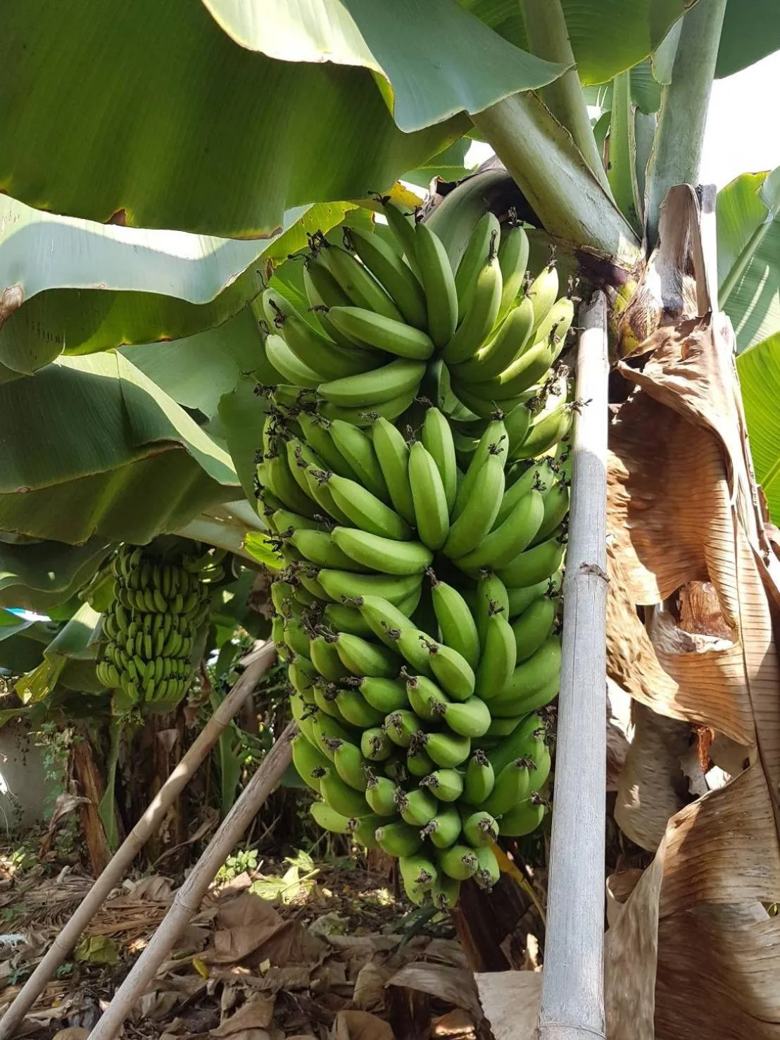 Garden in Nuch's Apple Guest House
