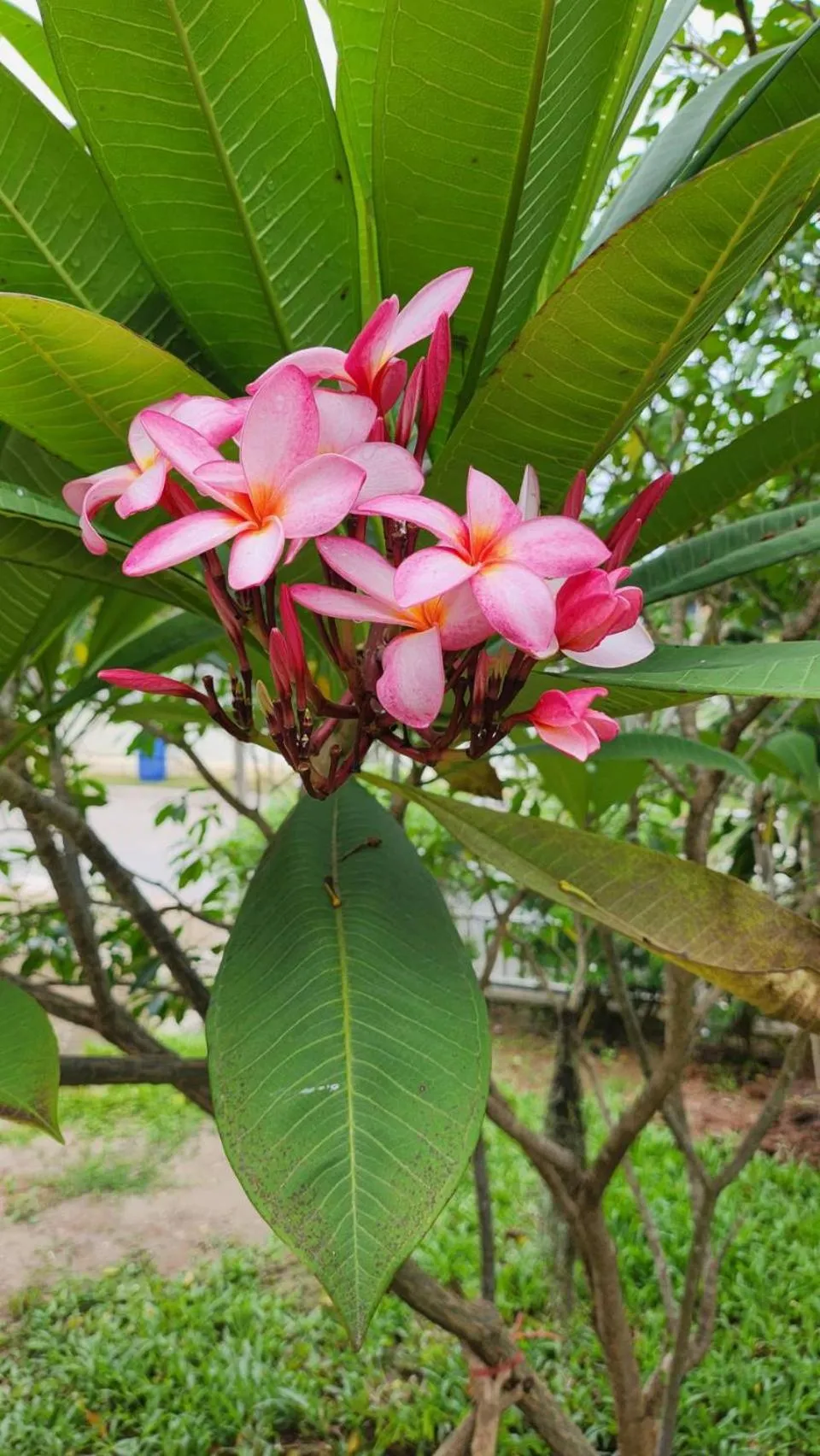 Garden in Nuch's Apple Guest House