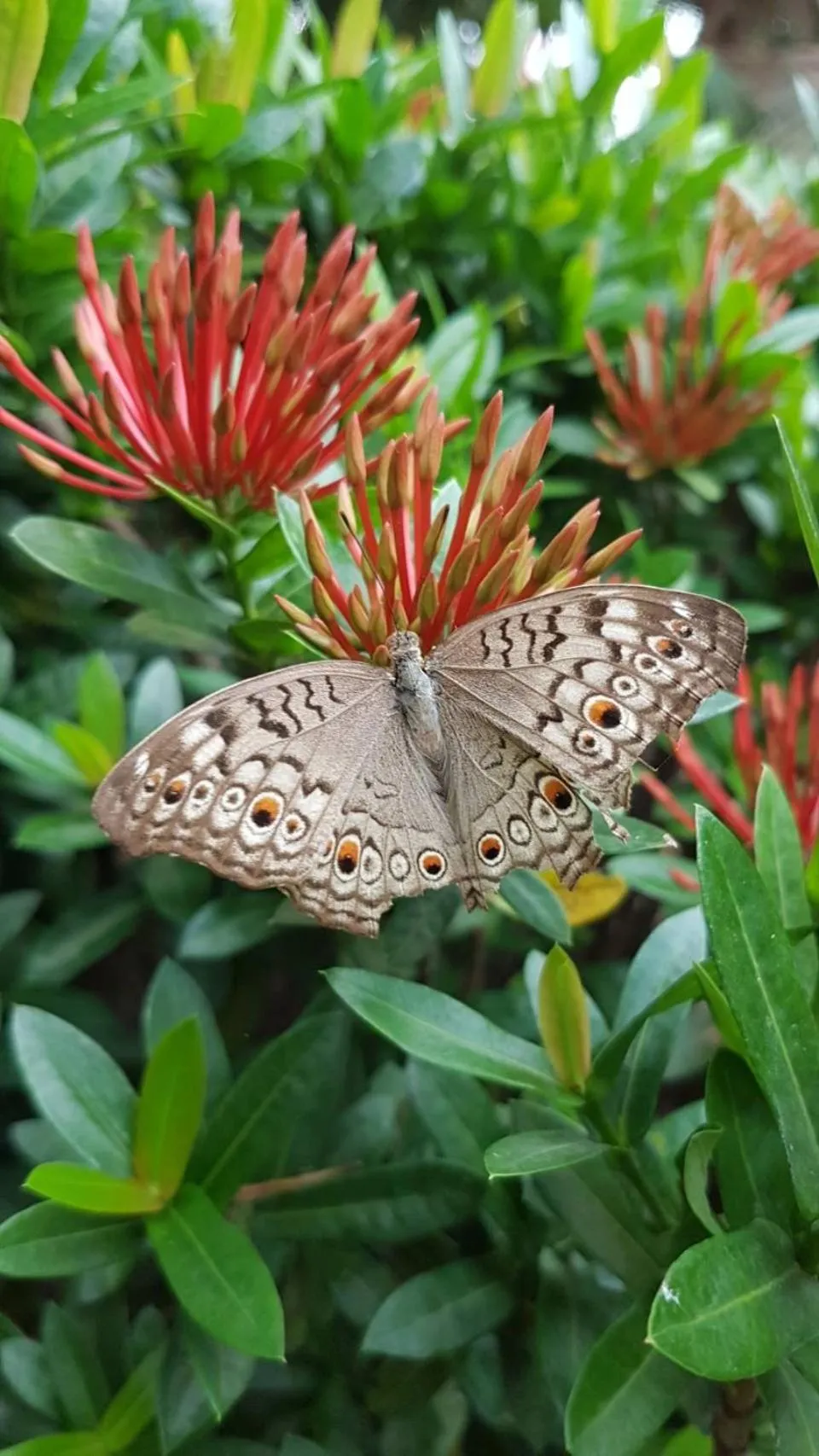 Garden in Nuch's Apple Guest House