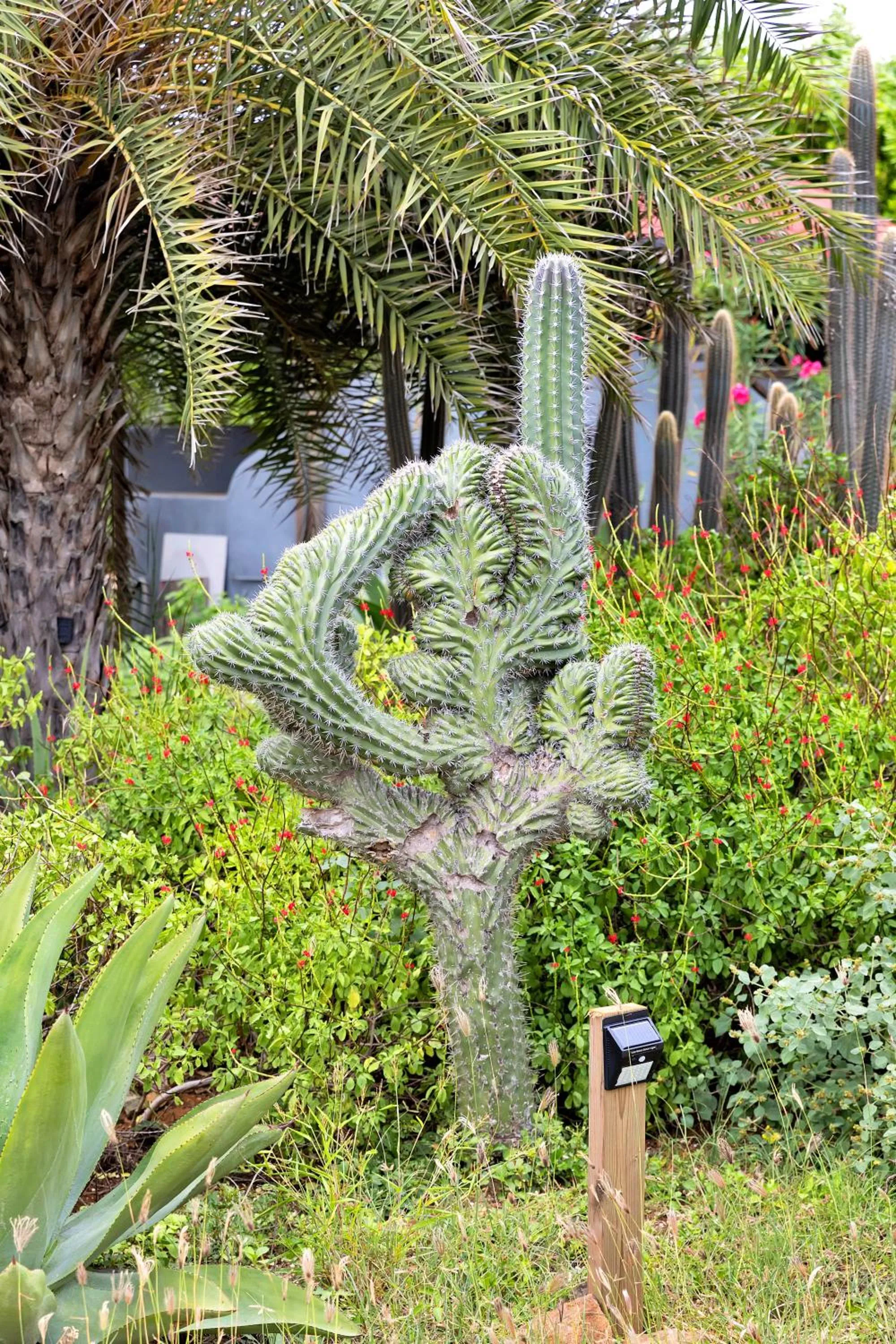 Garden view in Red Palm Village