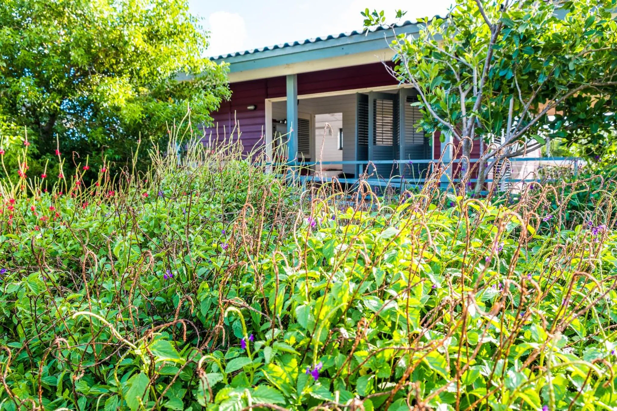 Garden view in Red Palm Village