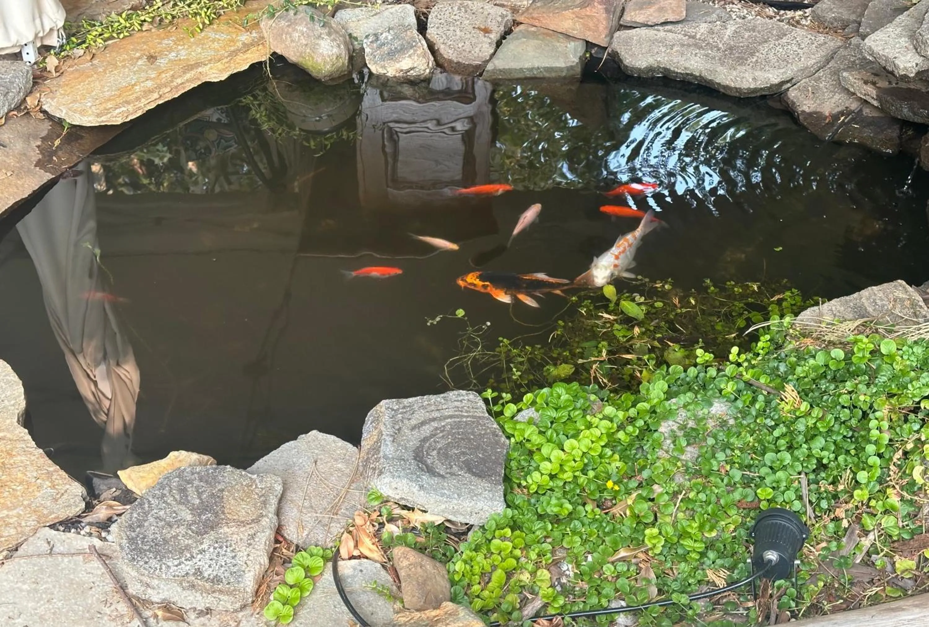 Garden in The Pines Inn and Cottages