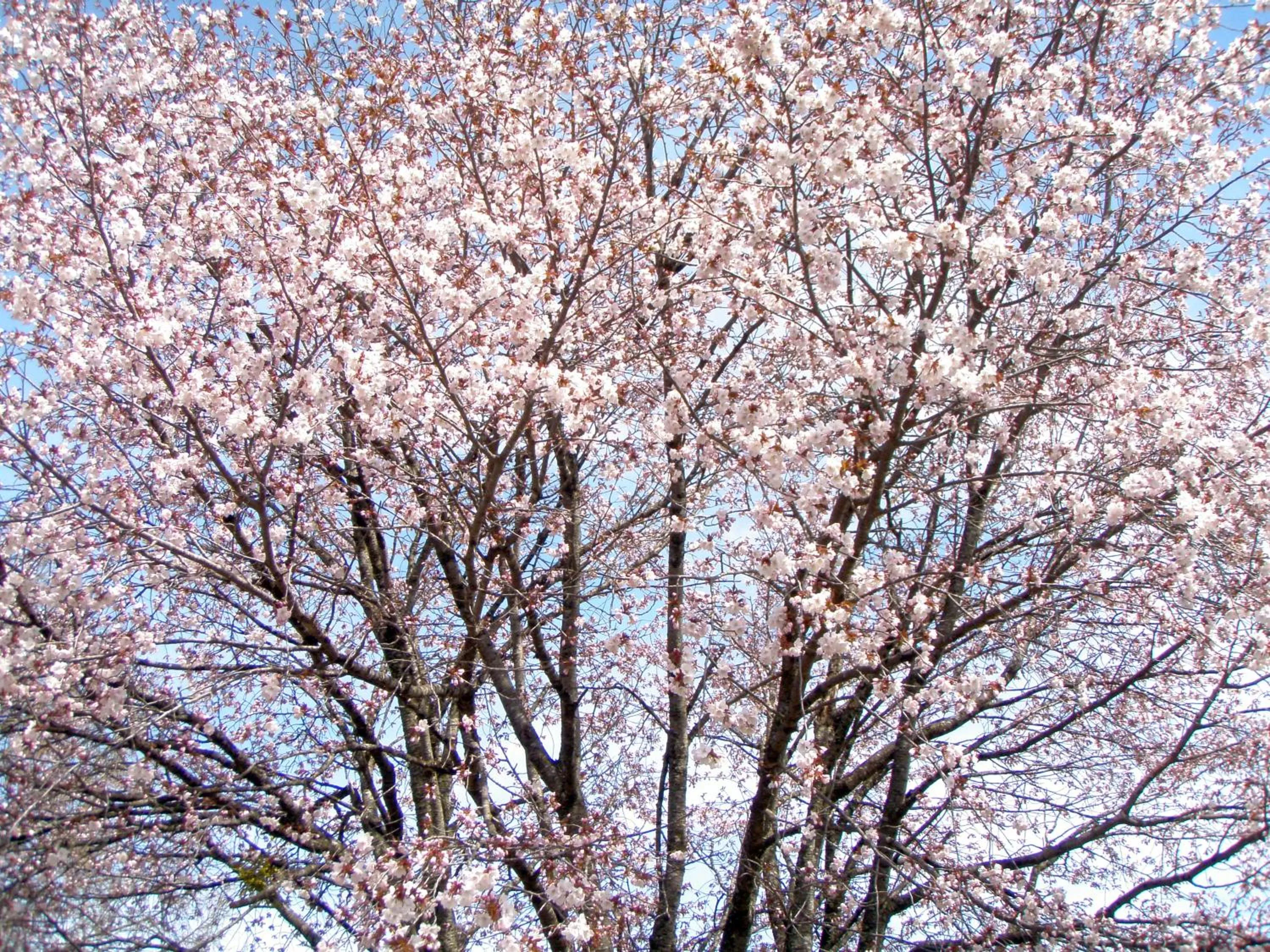Natural landscape in Hachimantai Mountain Hotel & Spa