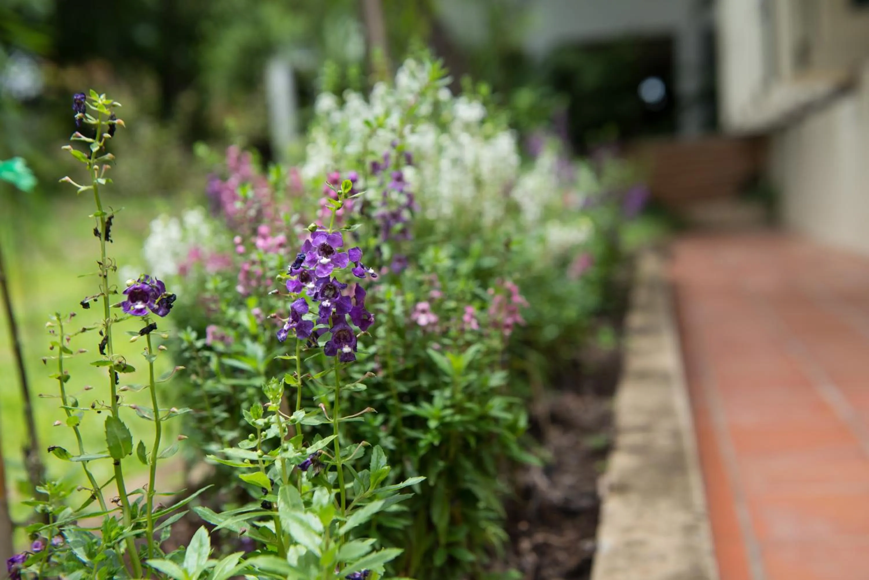 Garden in Phuttal Residence