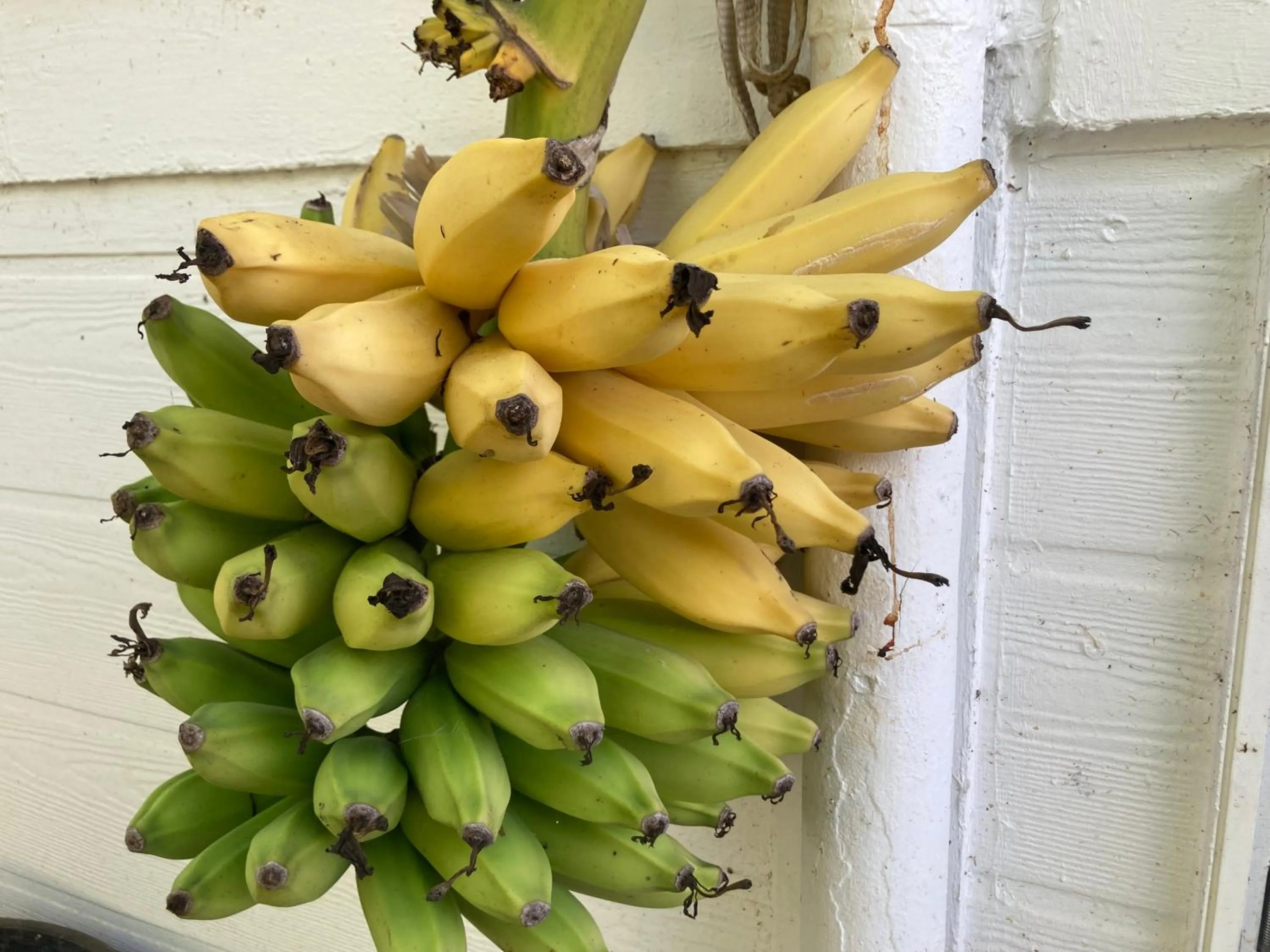 Garden in Hilo Bay Oceanfront Bed and Breakfast