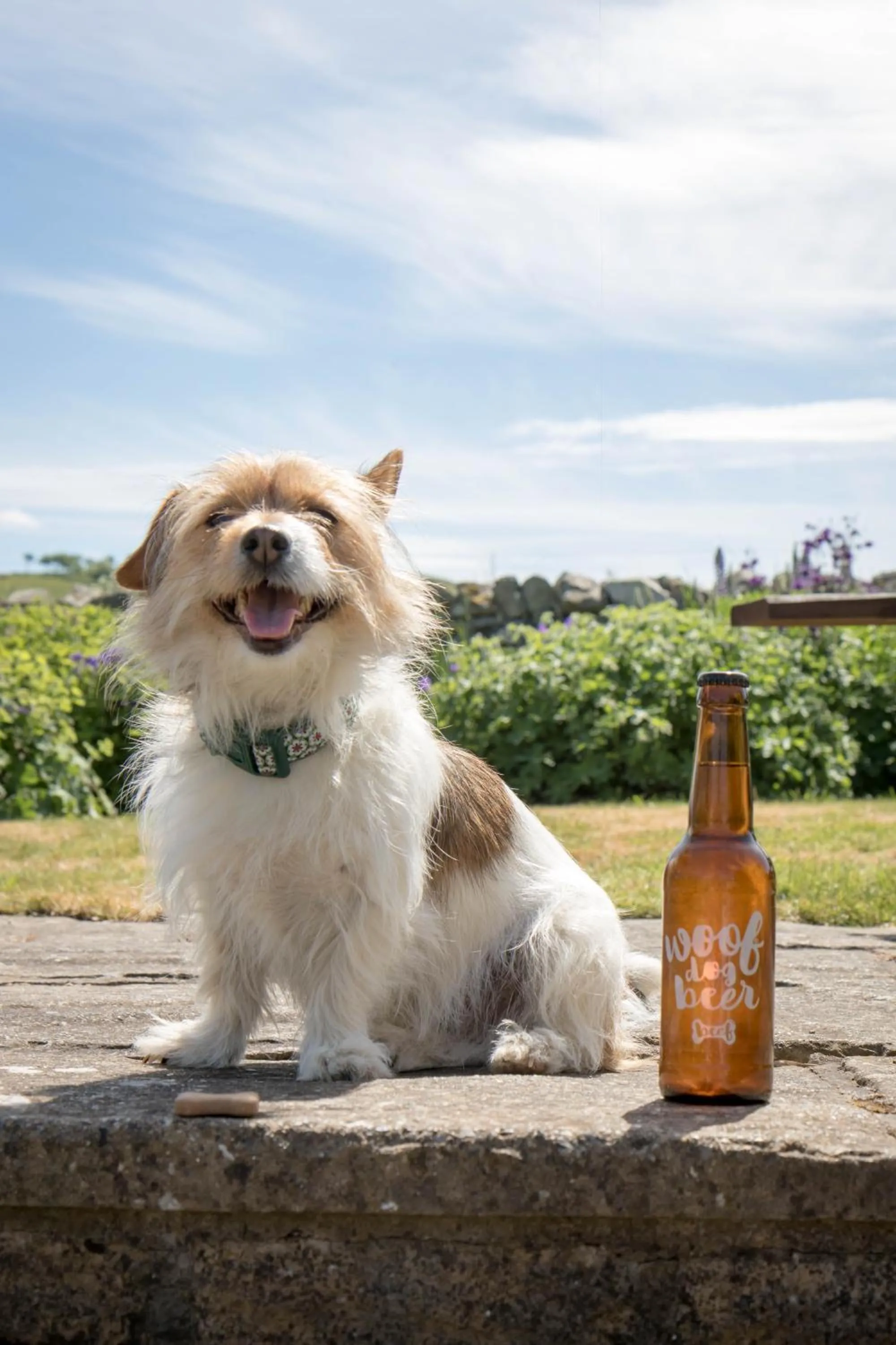 Pets in Templehall Hotel