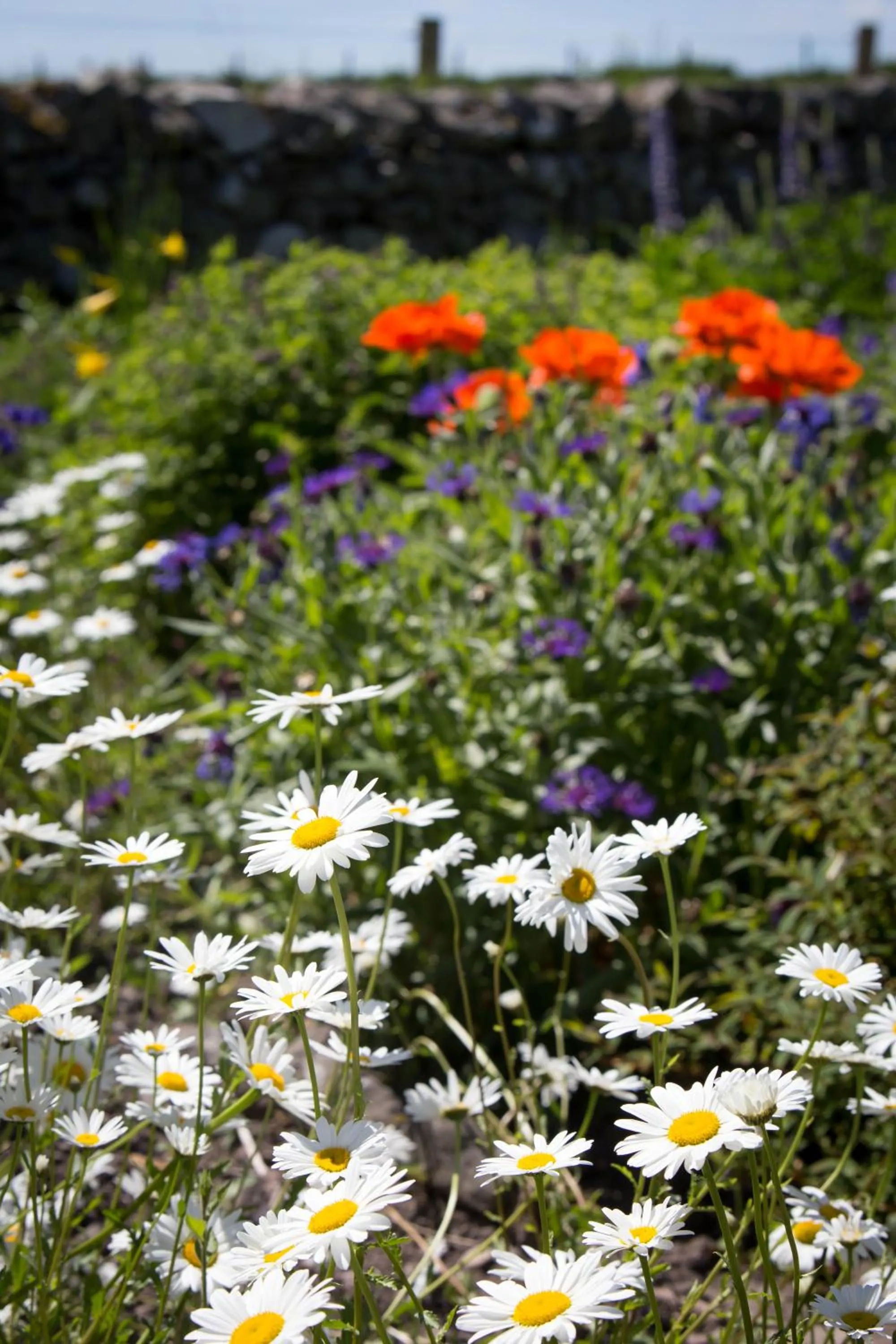 Garden in Templehall Hotel