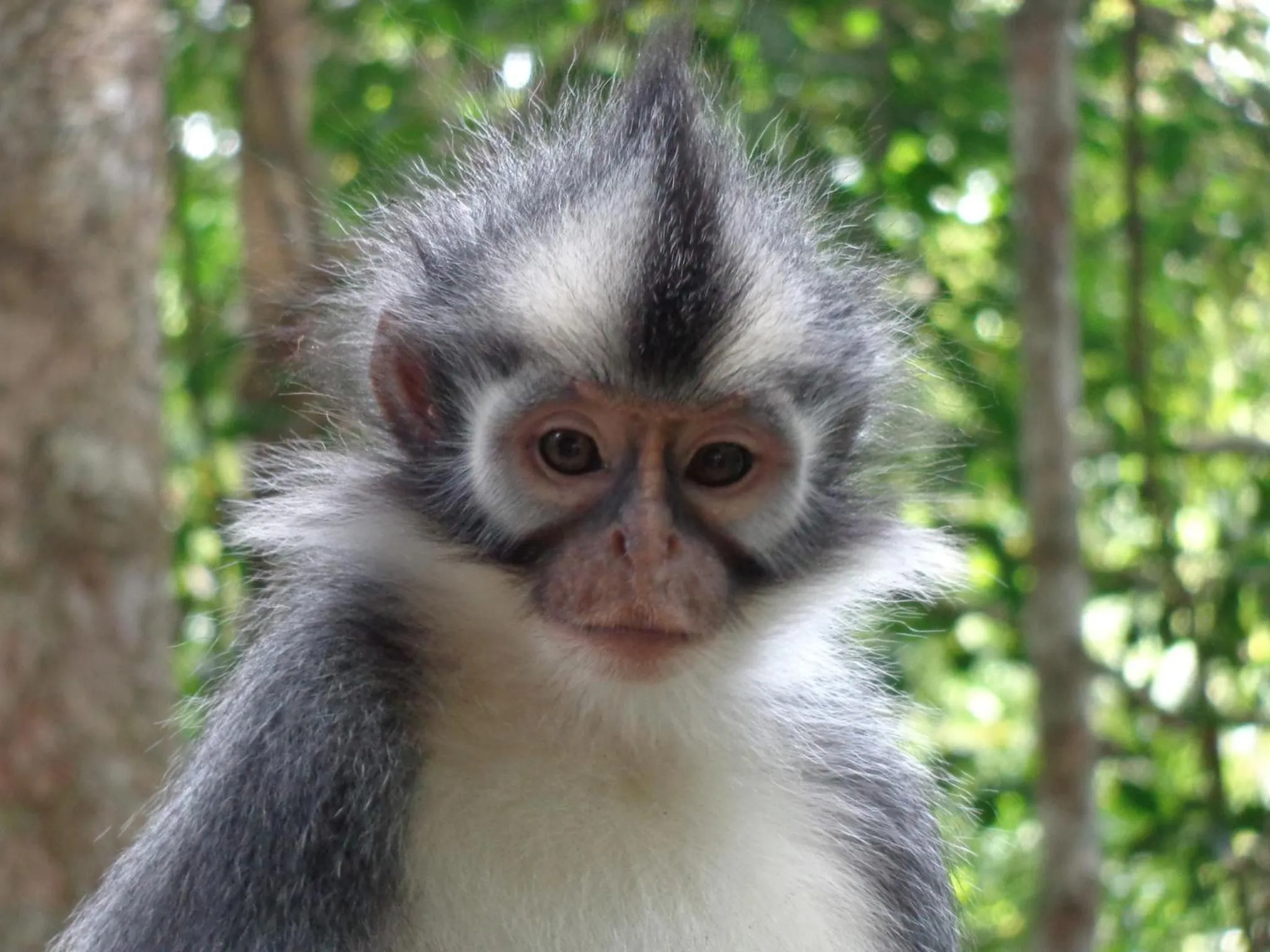 Hiking in Villa Paradise - Bukit Lawang