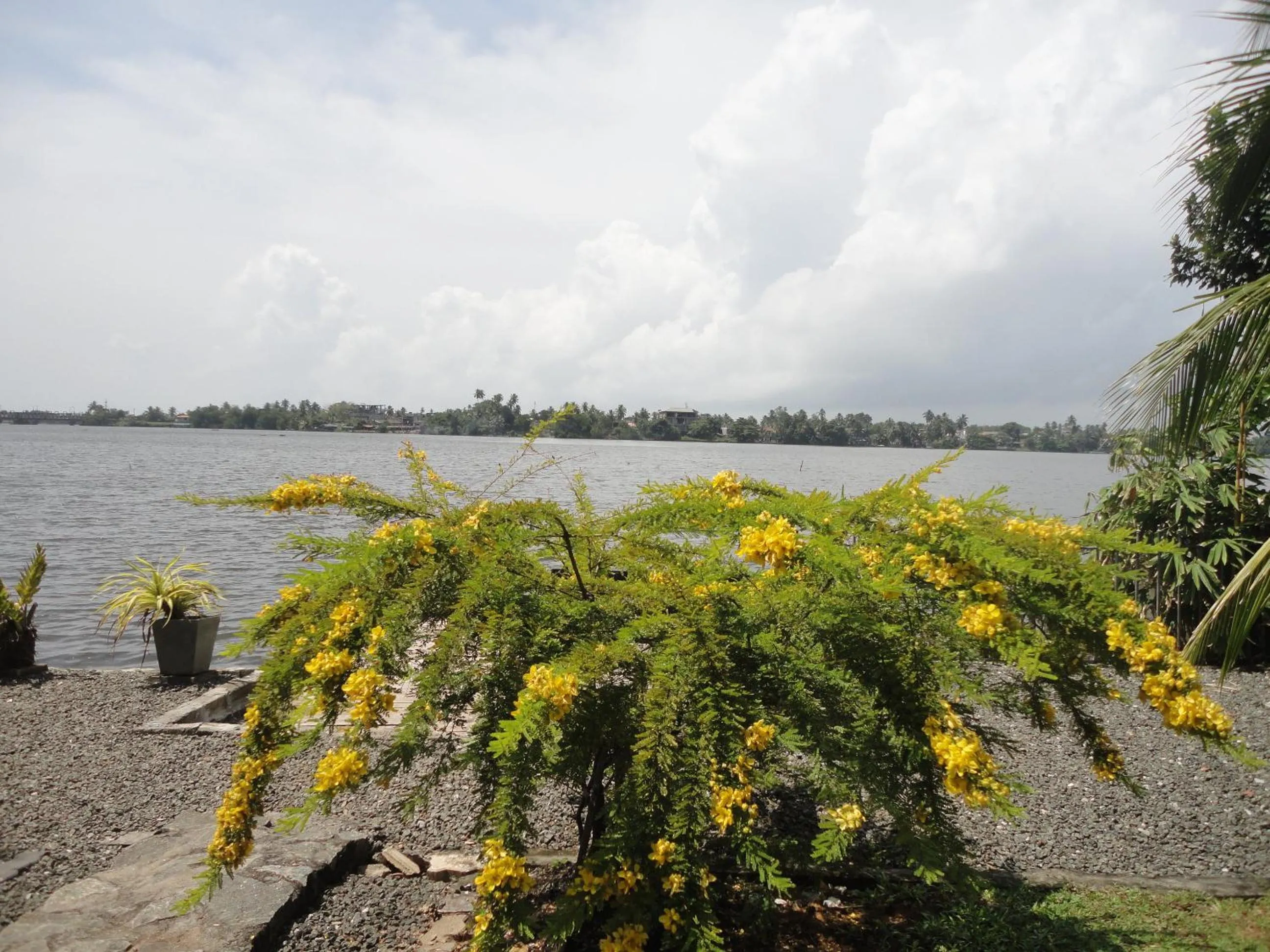 River view in Sapara River Guest