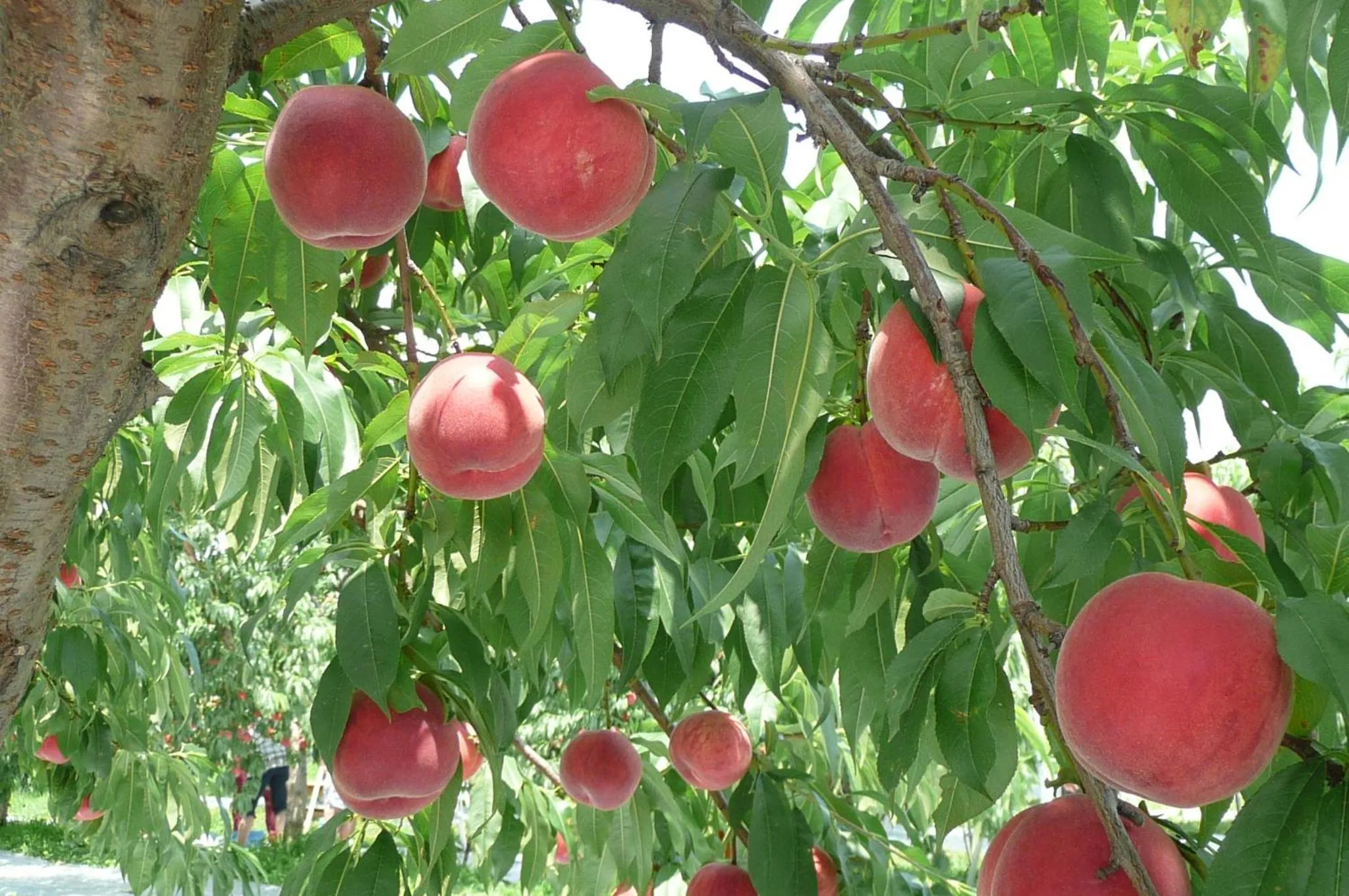 Summer in Kai Resort Hotel