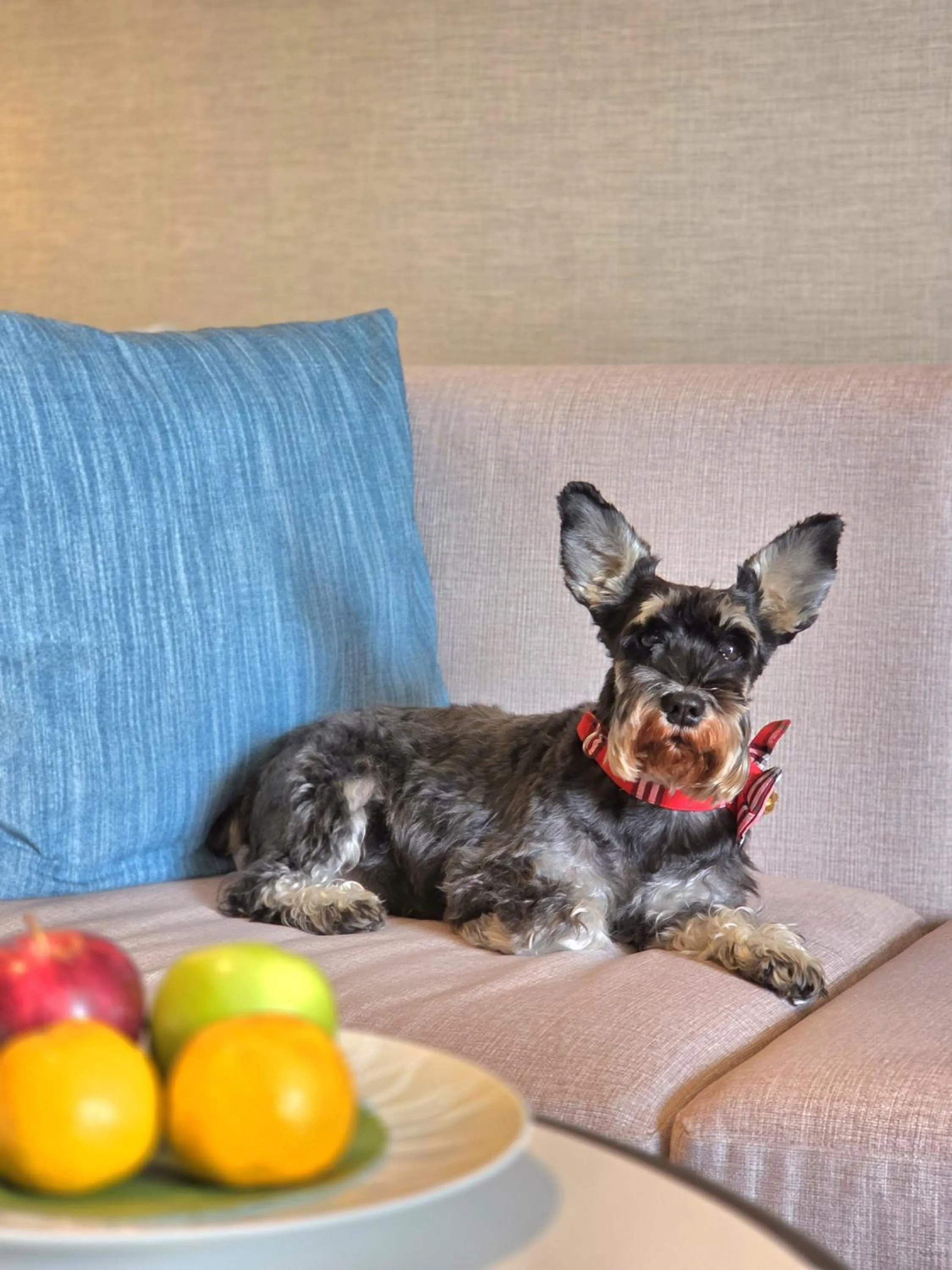 Pets in Marriott Executive Apartments Bangkok, Sukhumvit 50