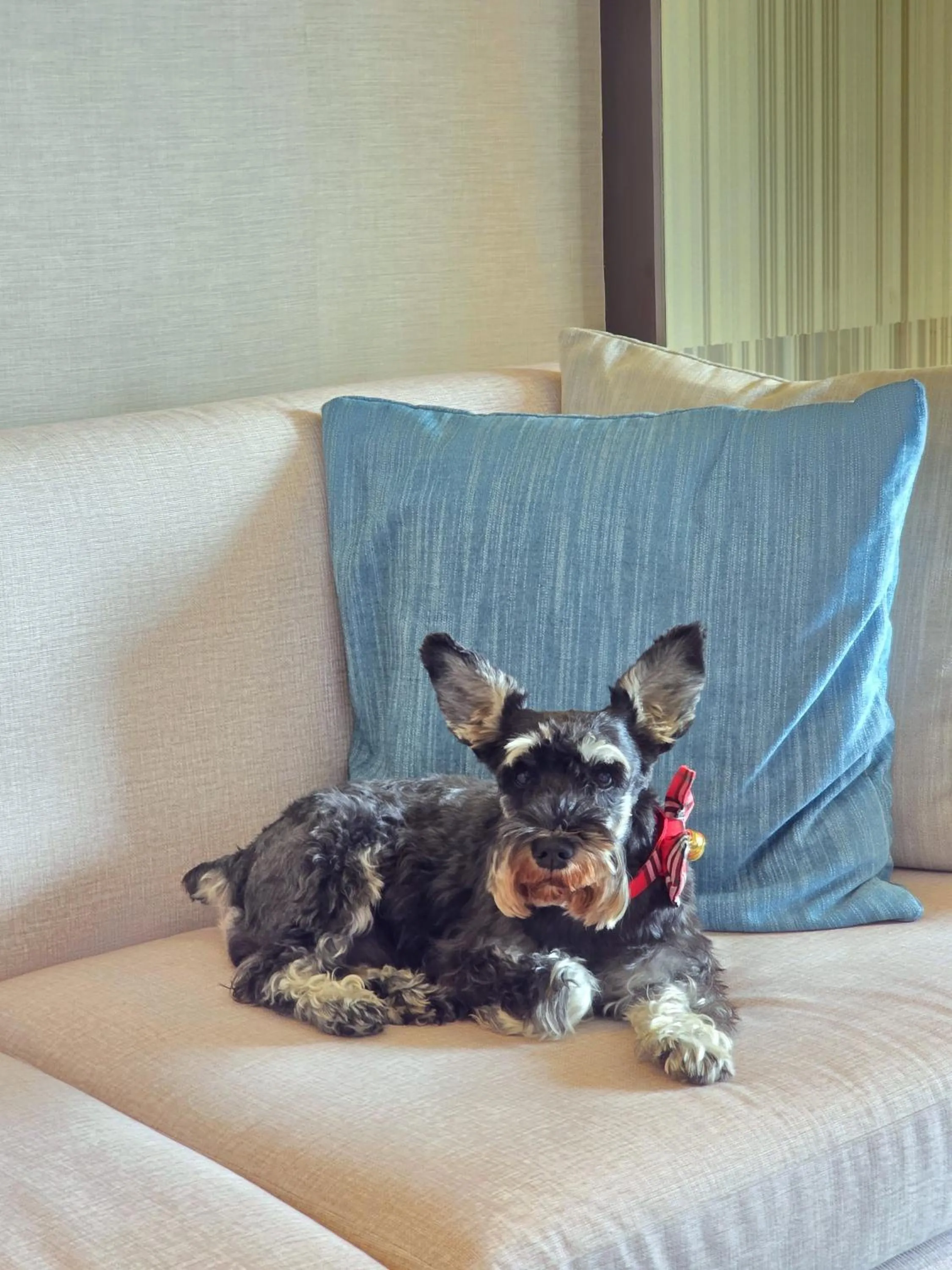 Pets in Marriott Executive Apartments Bangkok, Sukhumvit 50
