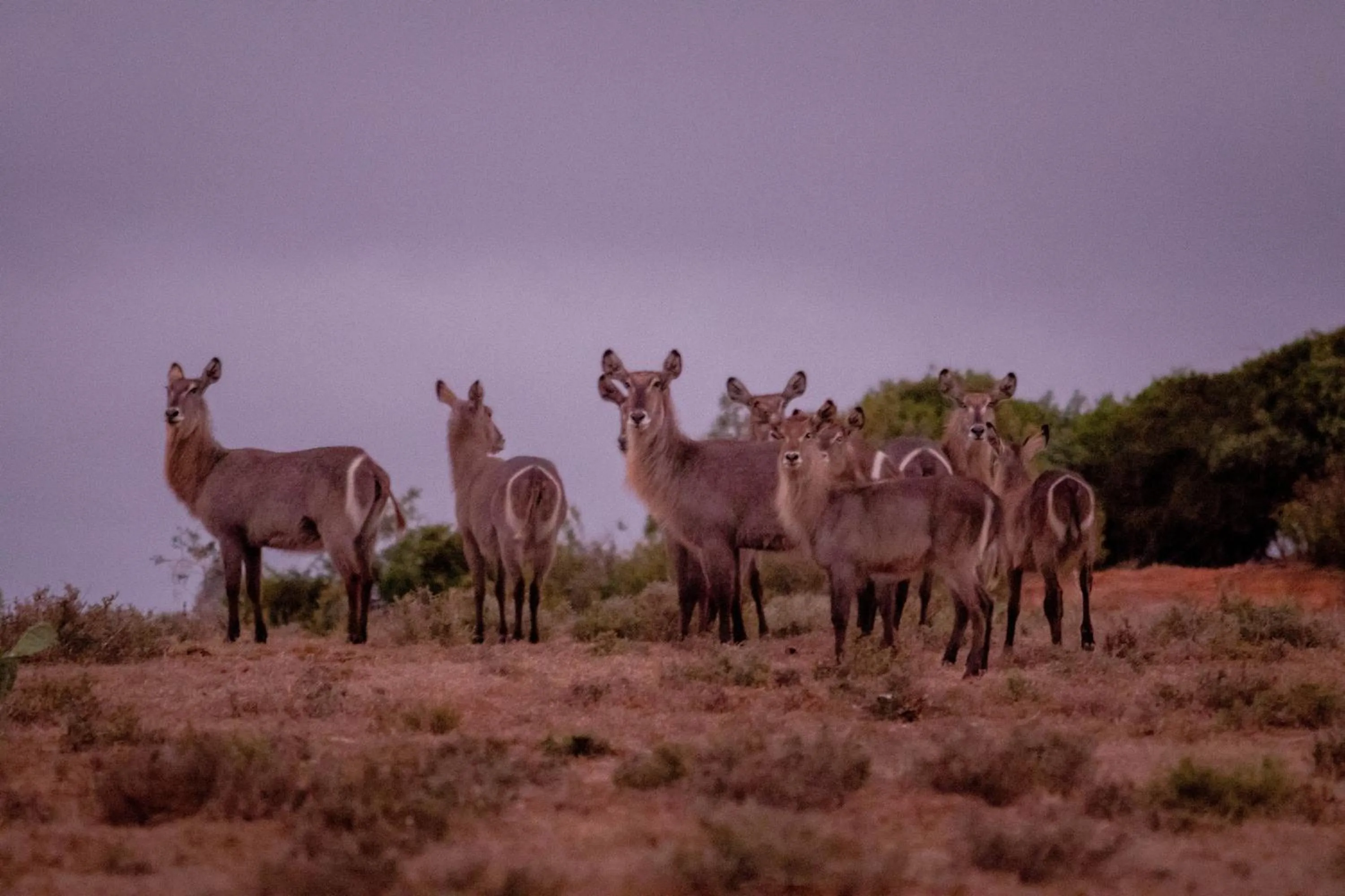 Activities in African Safari Lodge