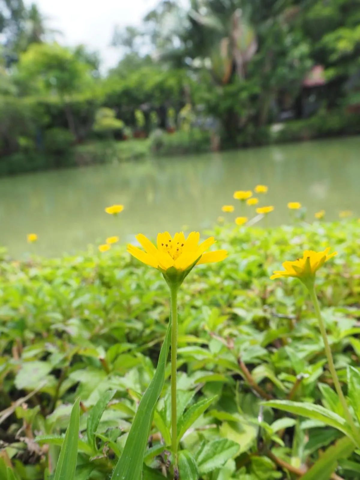 Garden view in Muaan Resort