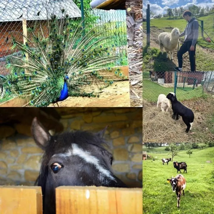 Animals in Adventure Farm