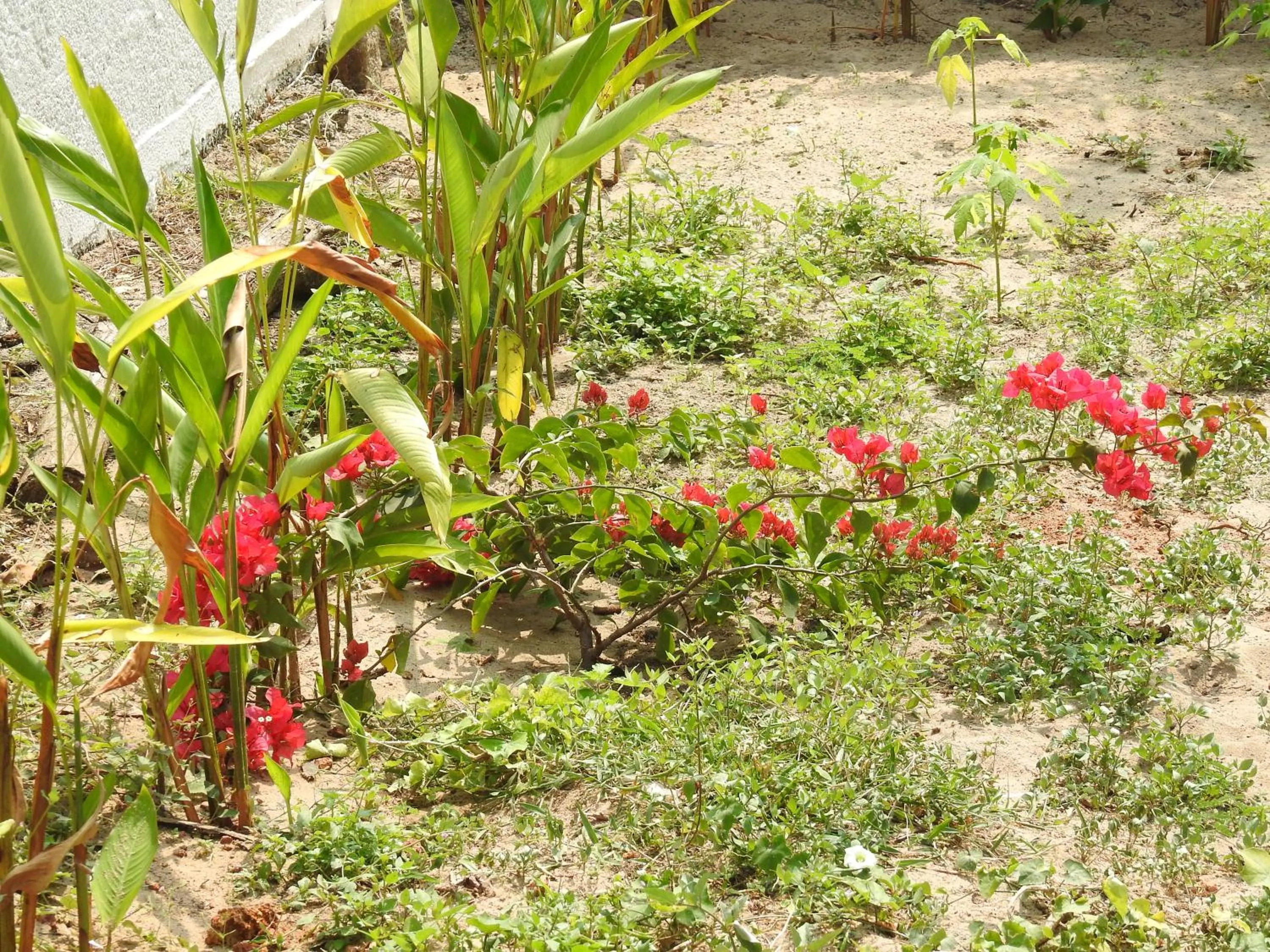 Alleppey Beach Garden