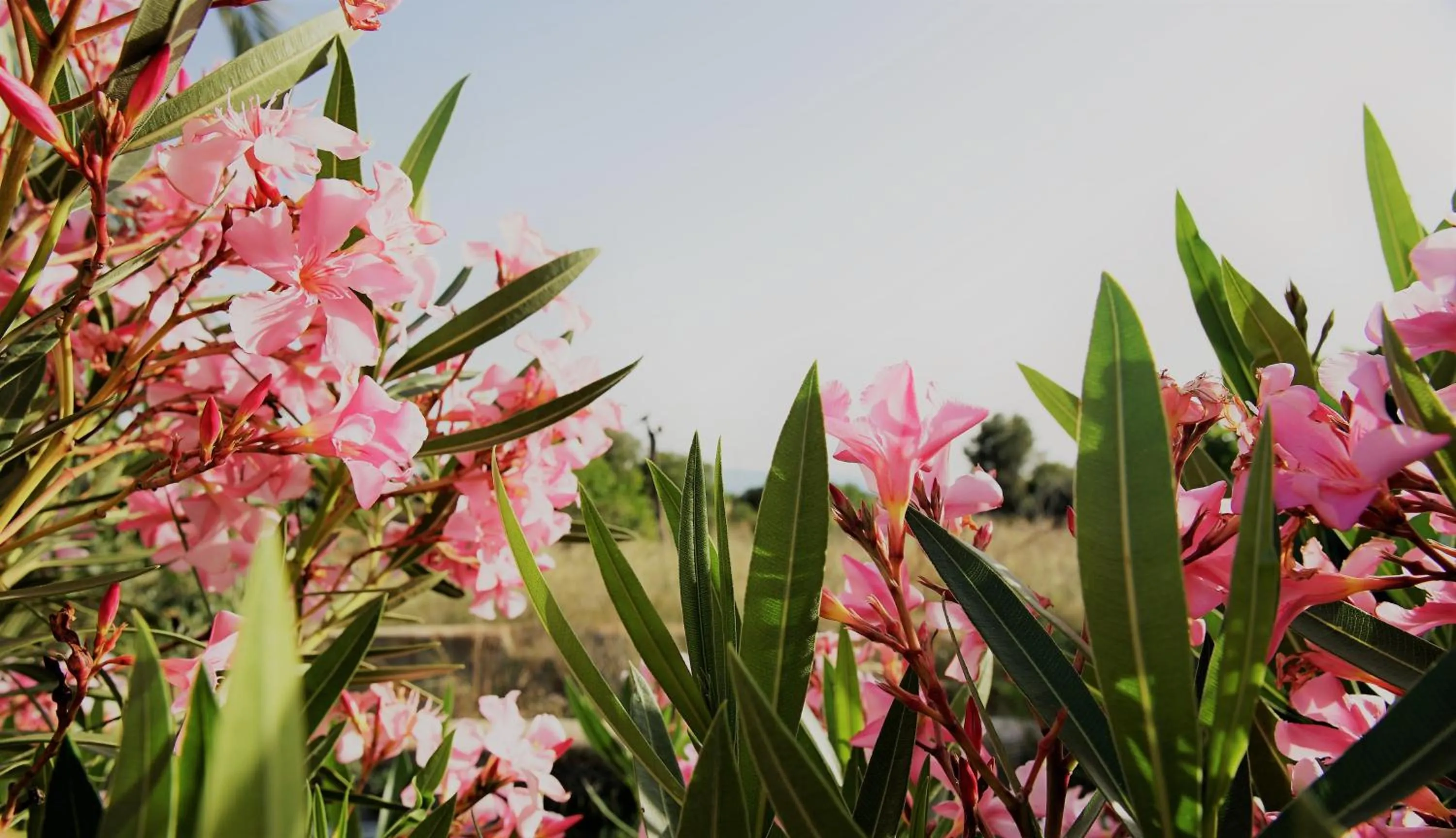 Natural landscape in Casona Granado