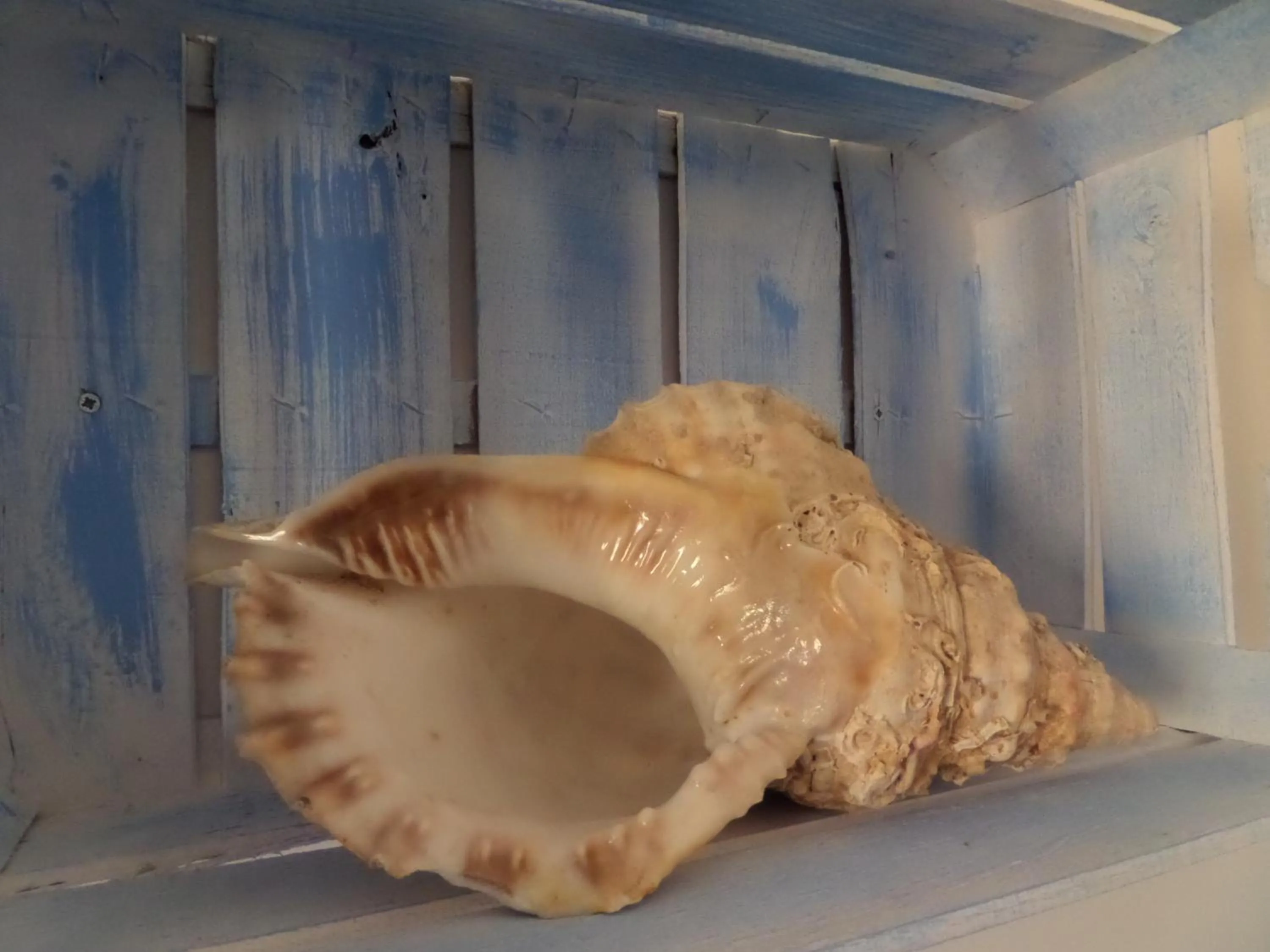 Decorative detail in B&B Extremo Sud