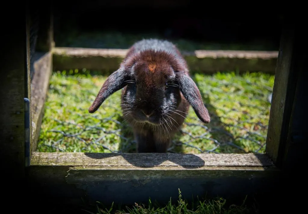 Pets in Waitomo Orchard Estate B&B