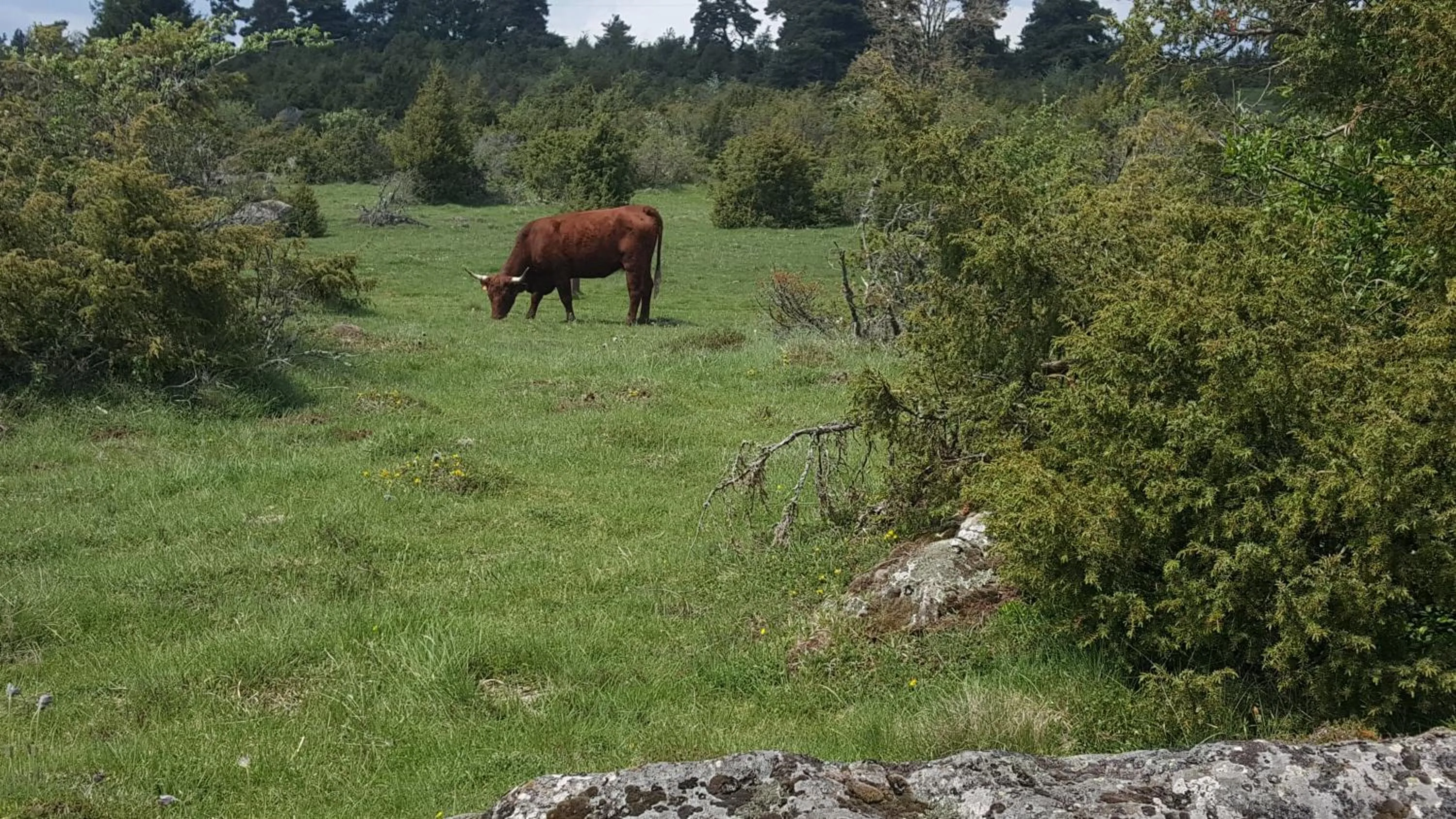 Pets in Relais des castors