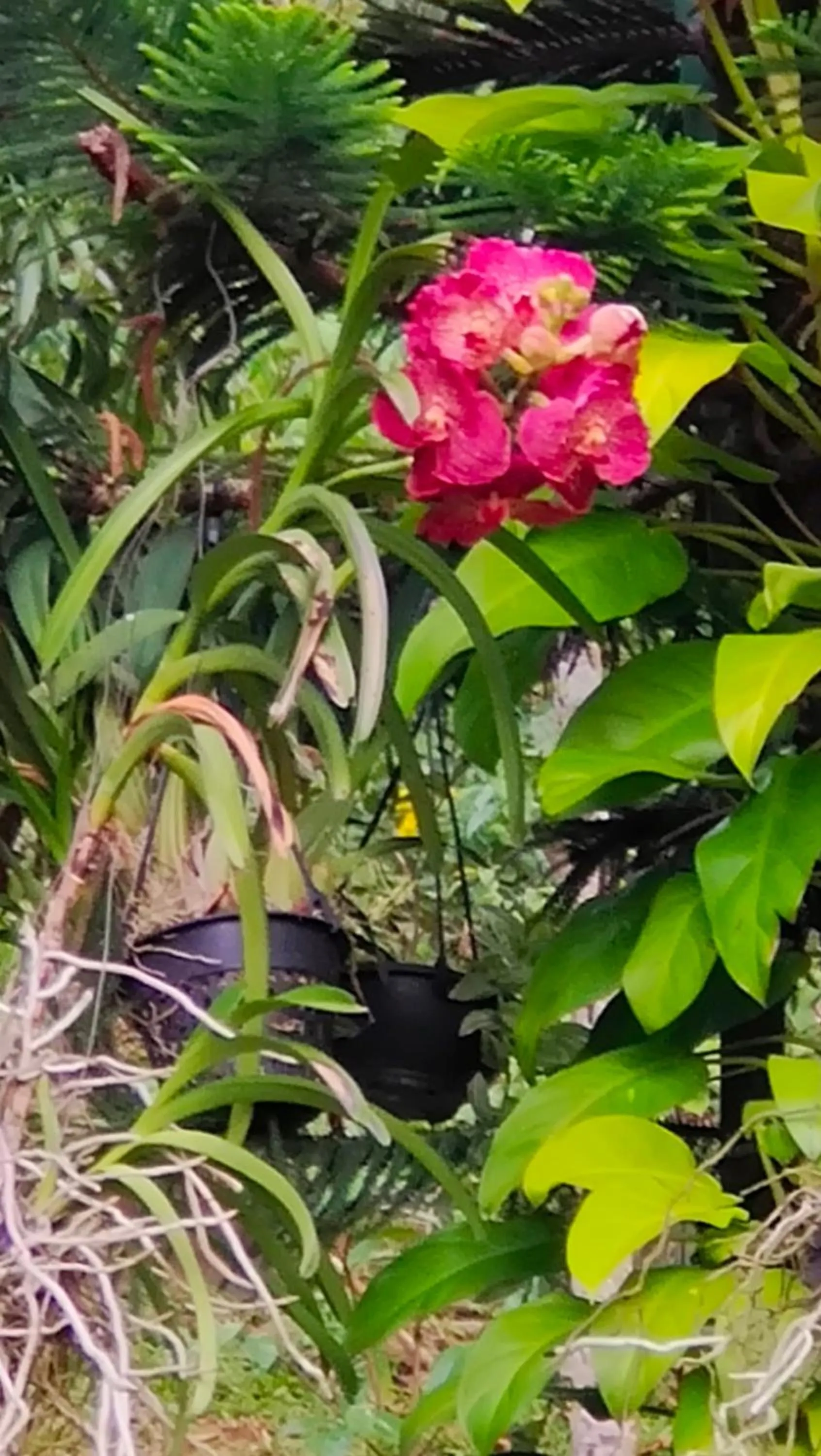 Garden in Marvel Hills Kandy