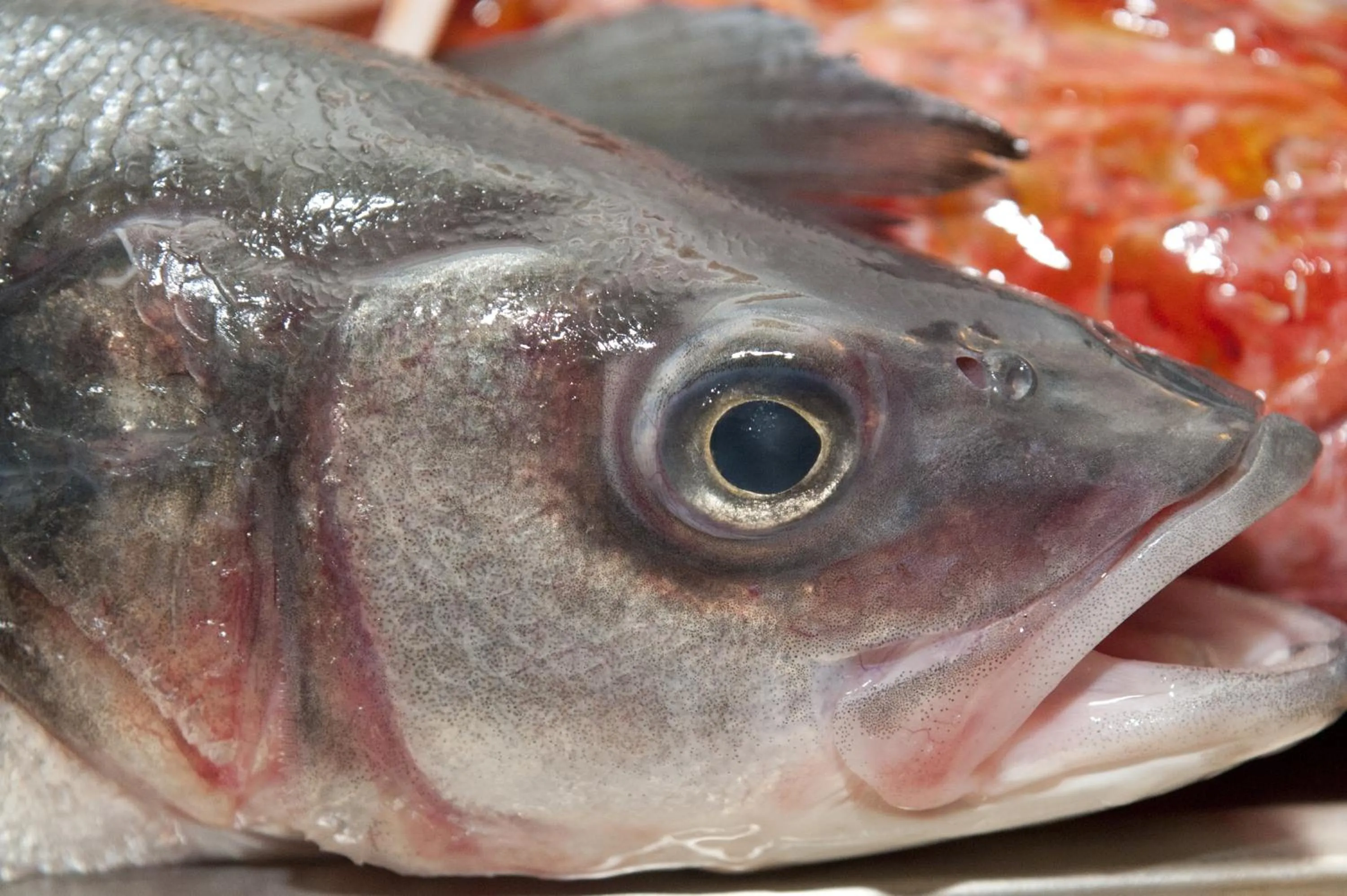 Restaurant/places to eat in Nascar Hotel