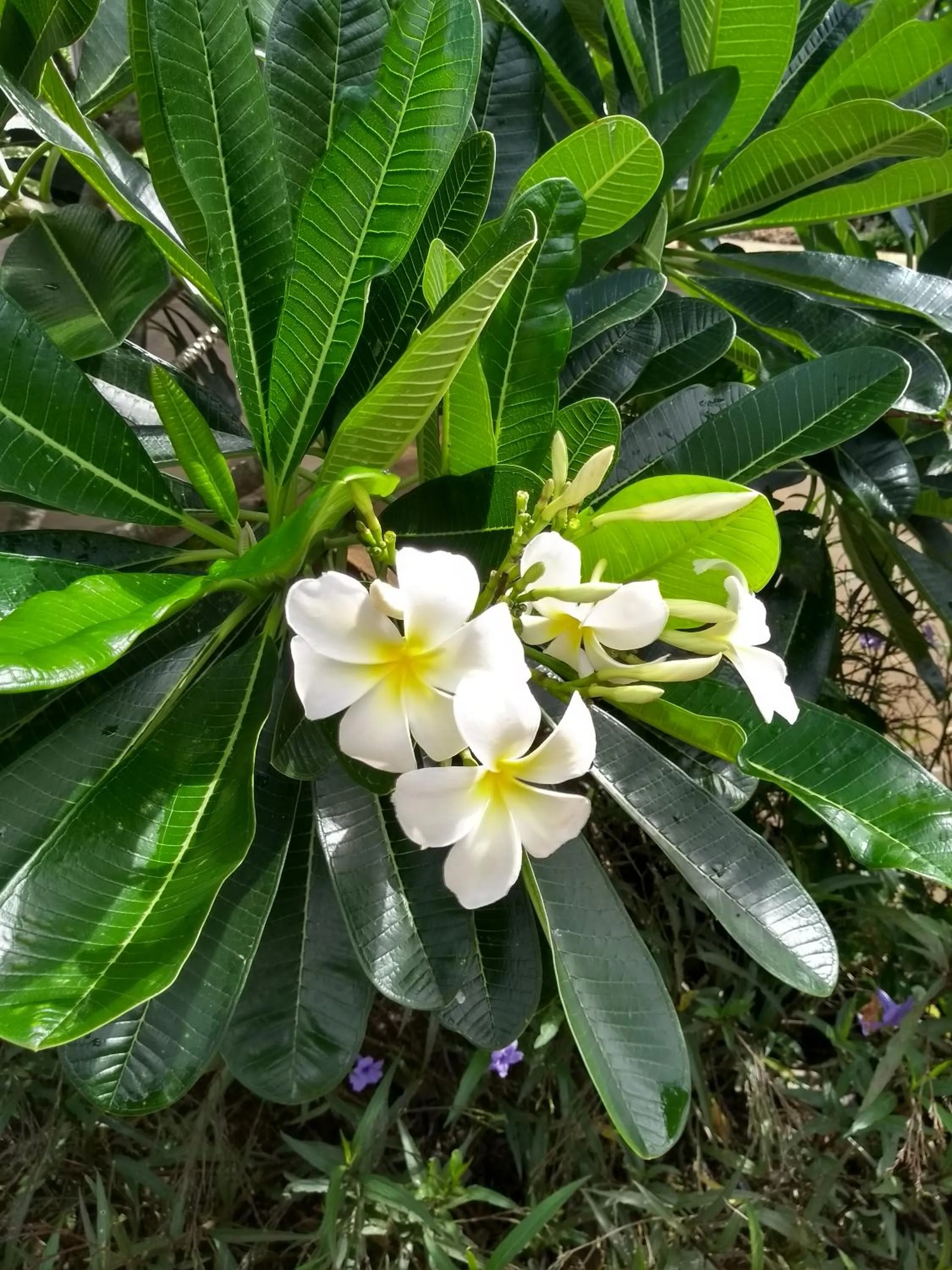 Garden in Marafiki Bungalows