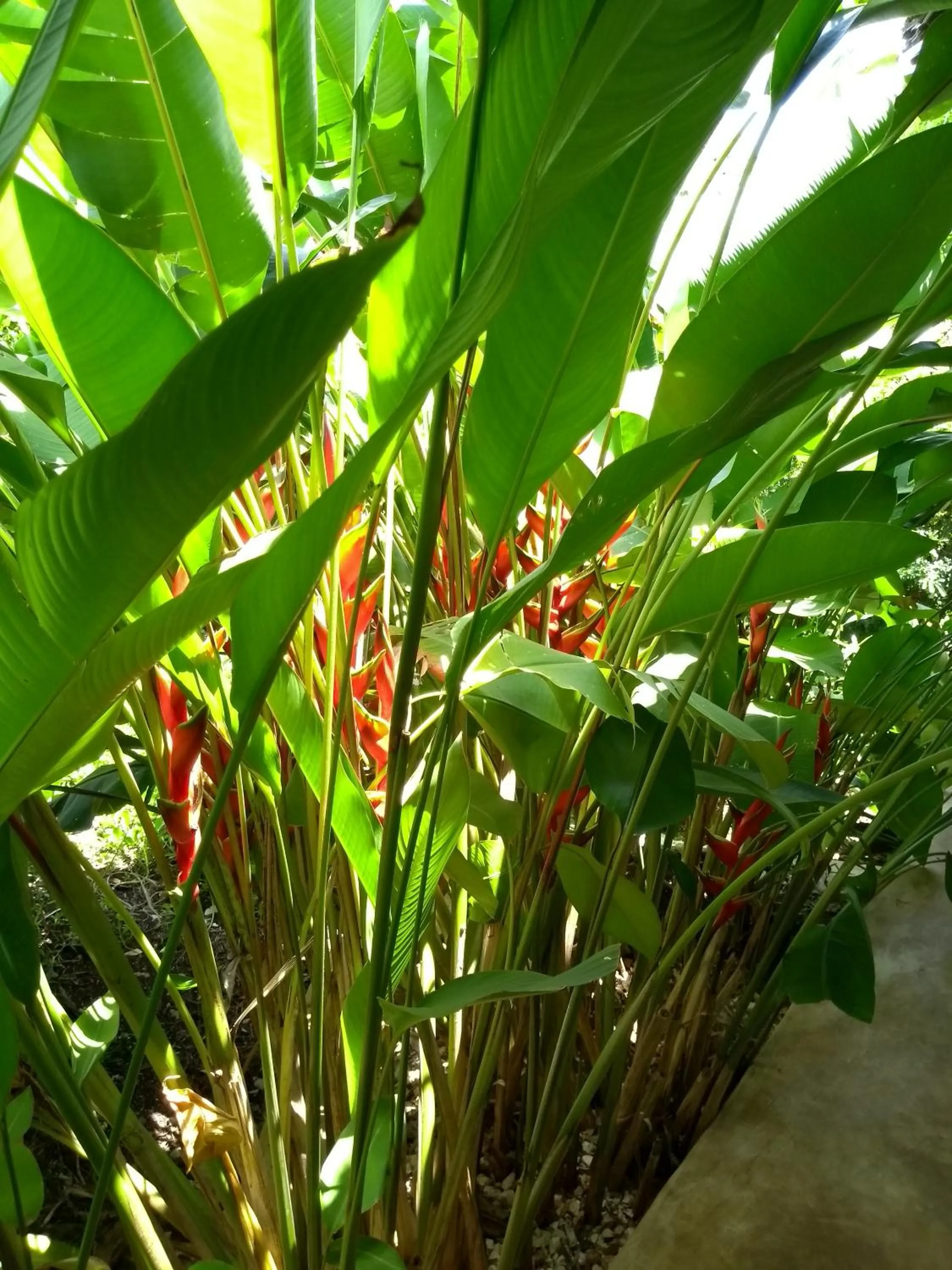 Balcony/Terrace in Marafiki Bungalows