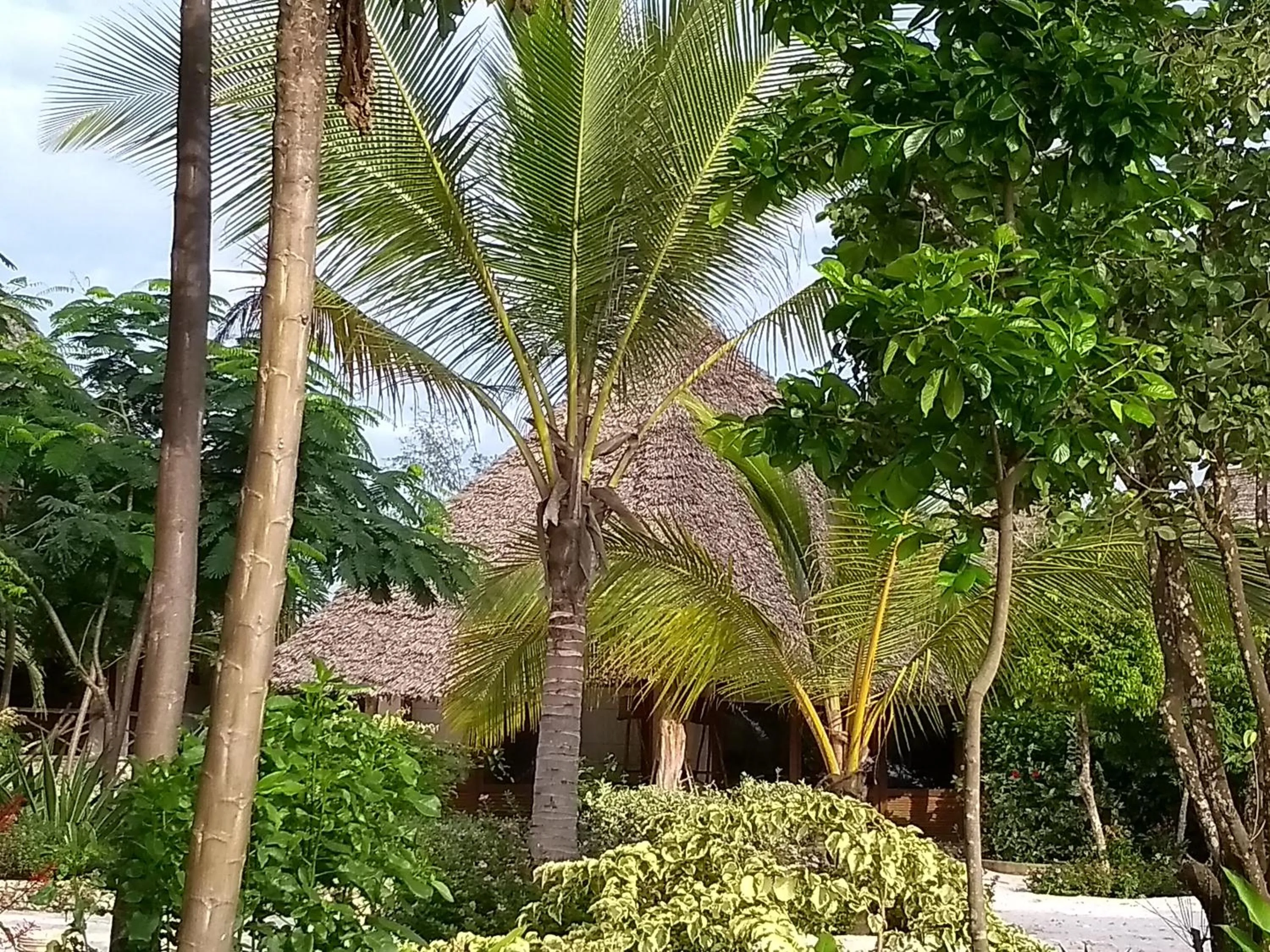 Garden view in Marafiki Bungalows