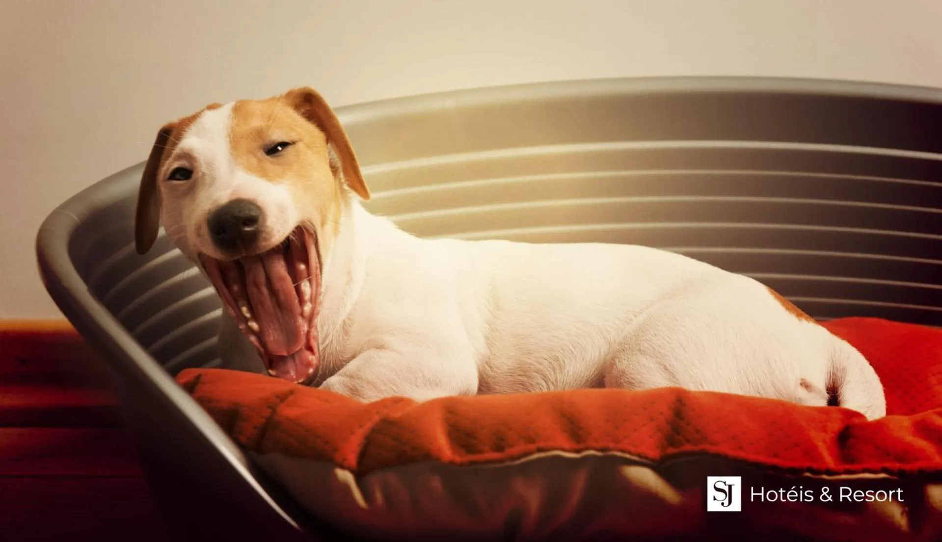 Animals in Johnscher by SJ - San Juan Curitiba