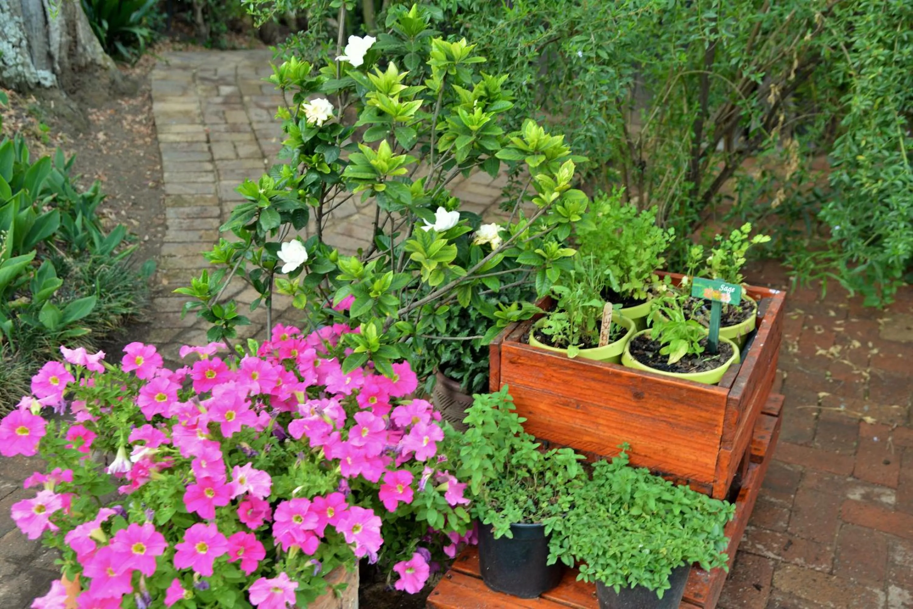 Garden in Rivonia Premier Lodge