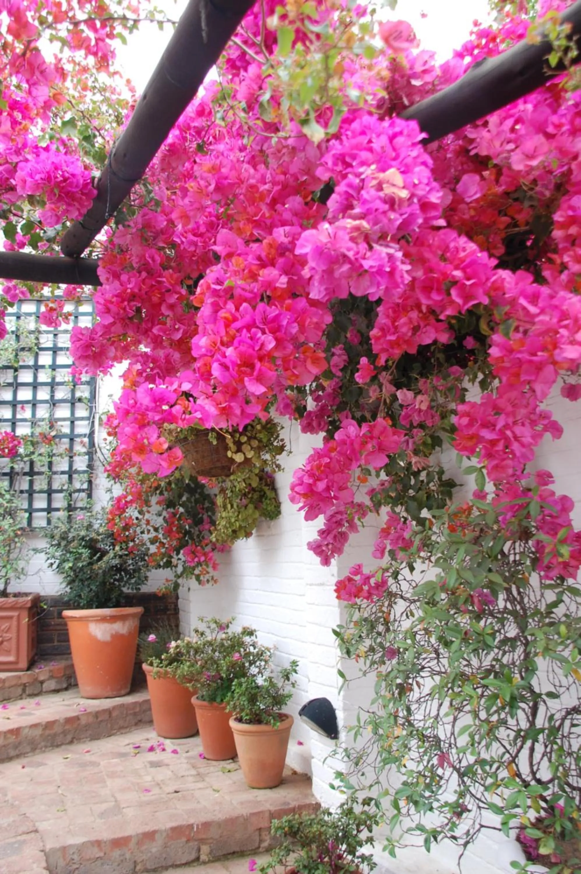 Garden in Rivonia Premier Lodge