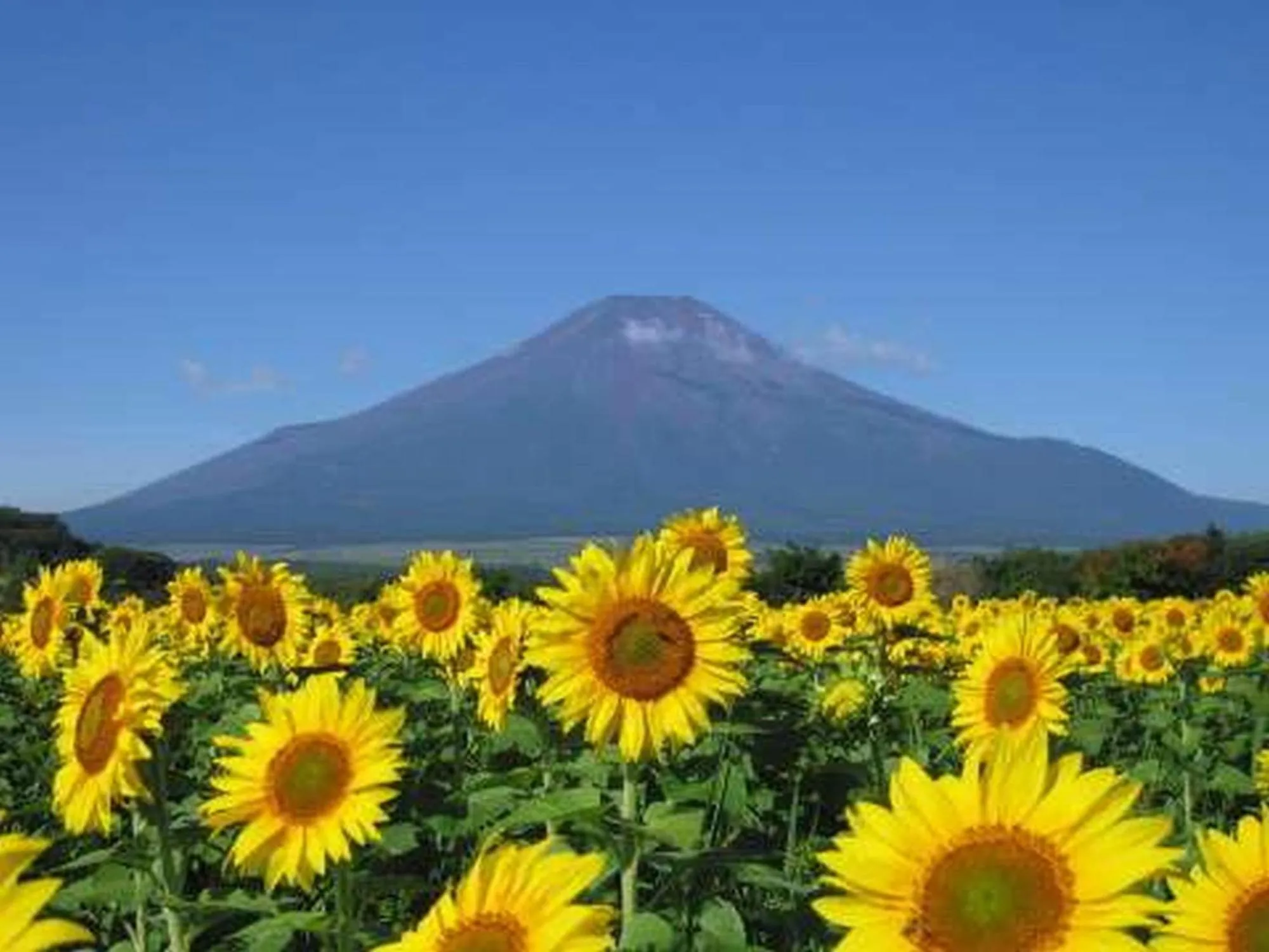 Fuji Matsuzono Hotel