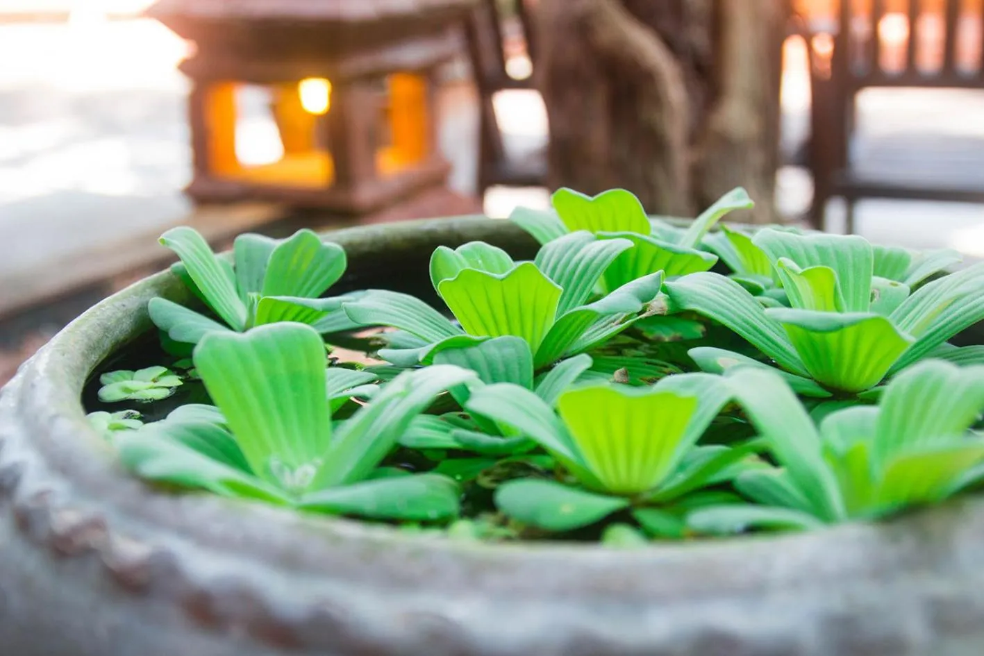 Garden in Baan Tawai Lanna Resort