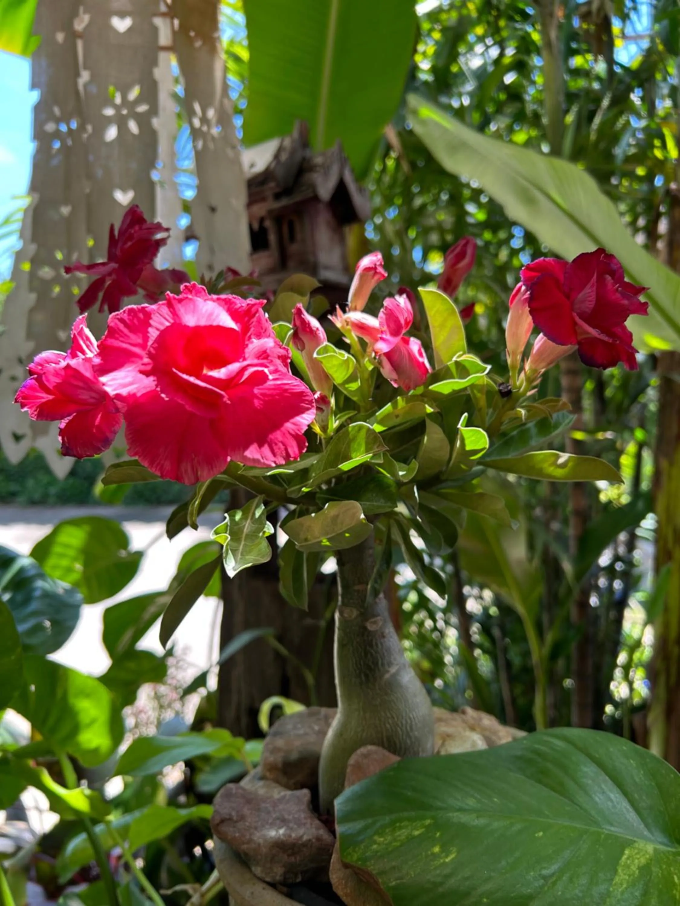 Natural landscape in Hongkhao Village
