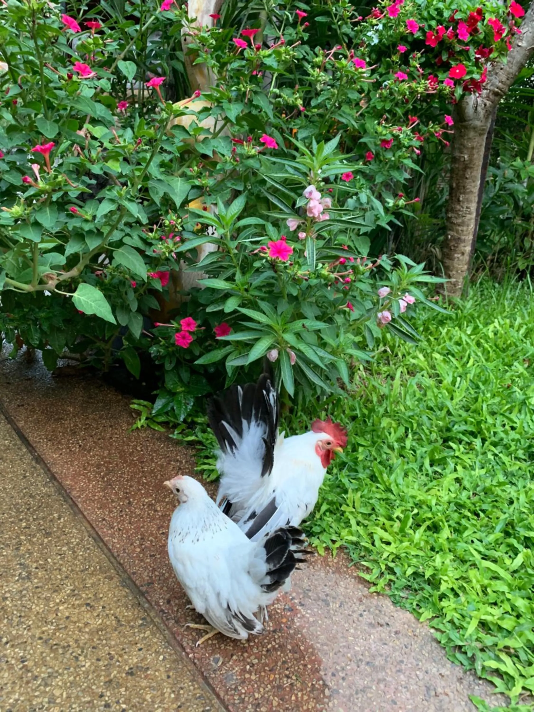 Garden in Hongkhao Village