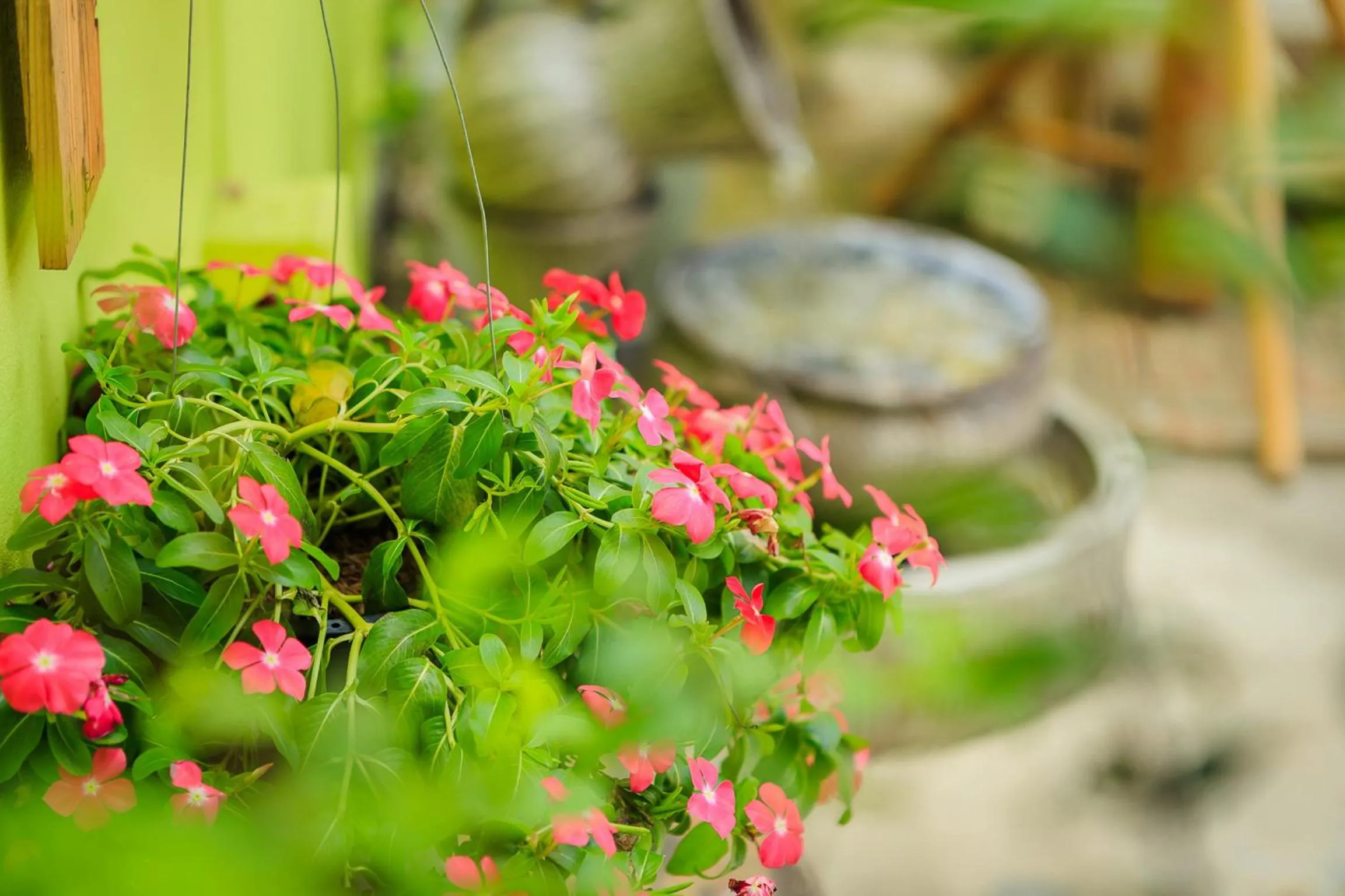 Garden in Malai Place Lampang