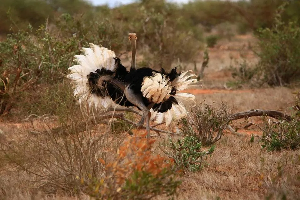 Animals in Rafiki Village