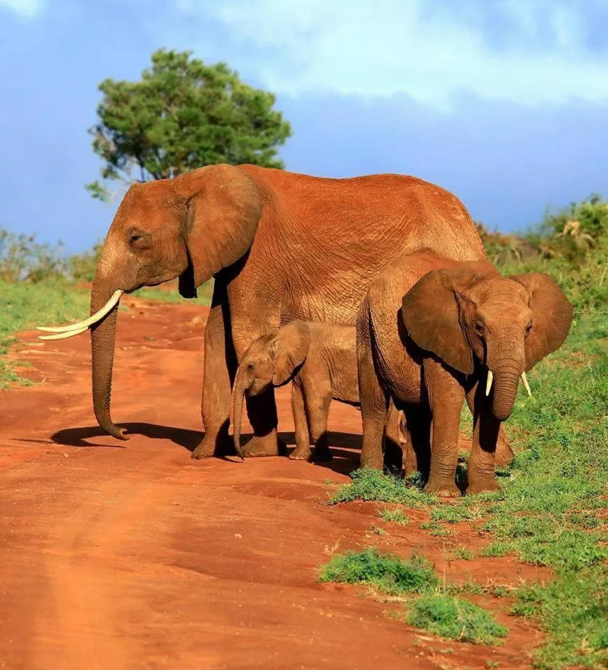 Animals in Rafiki Village