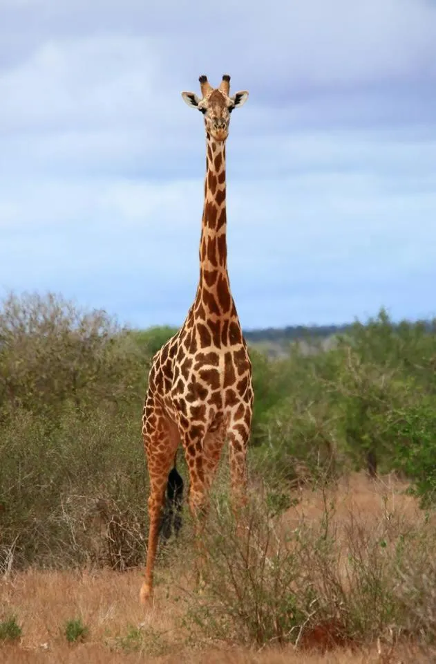 Animals in Rafiki Village