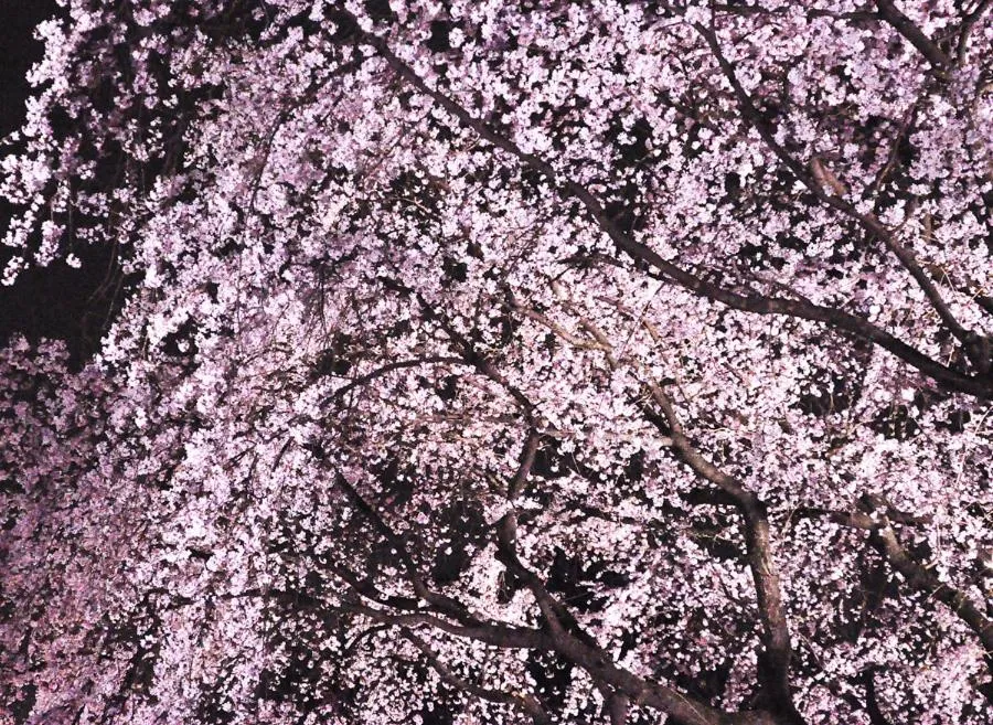 Nearby landmark in Base Inn Komagome Tokyo