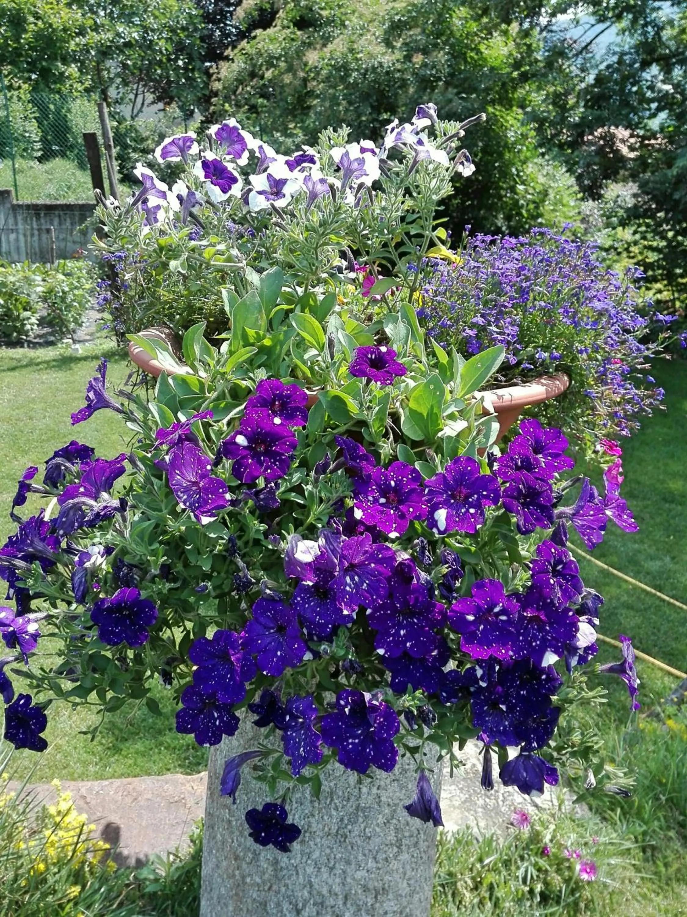 Garden in B&B Villa Claudia